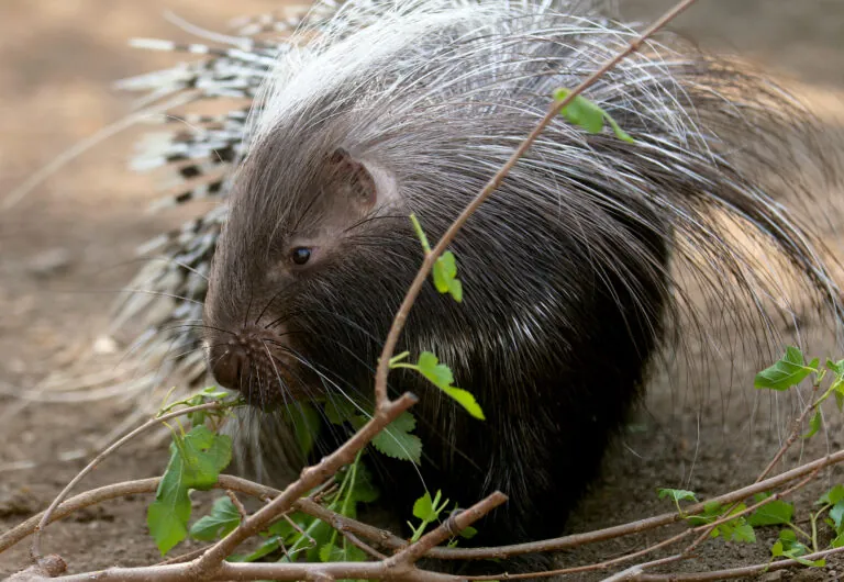 porcupine chewing on branch