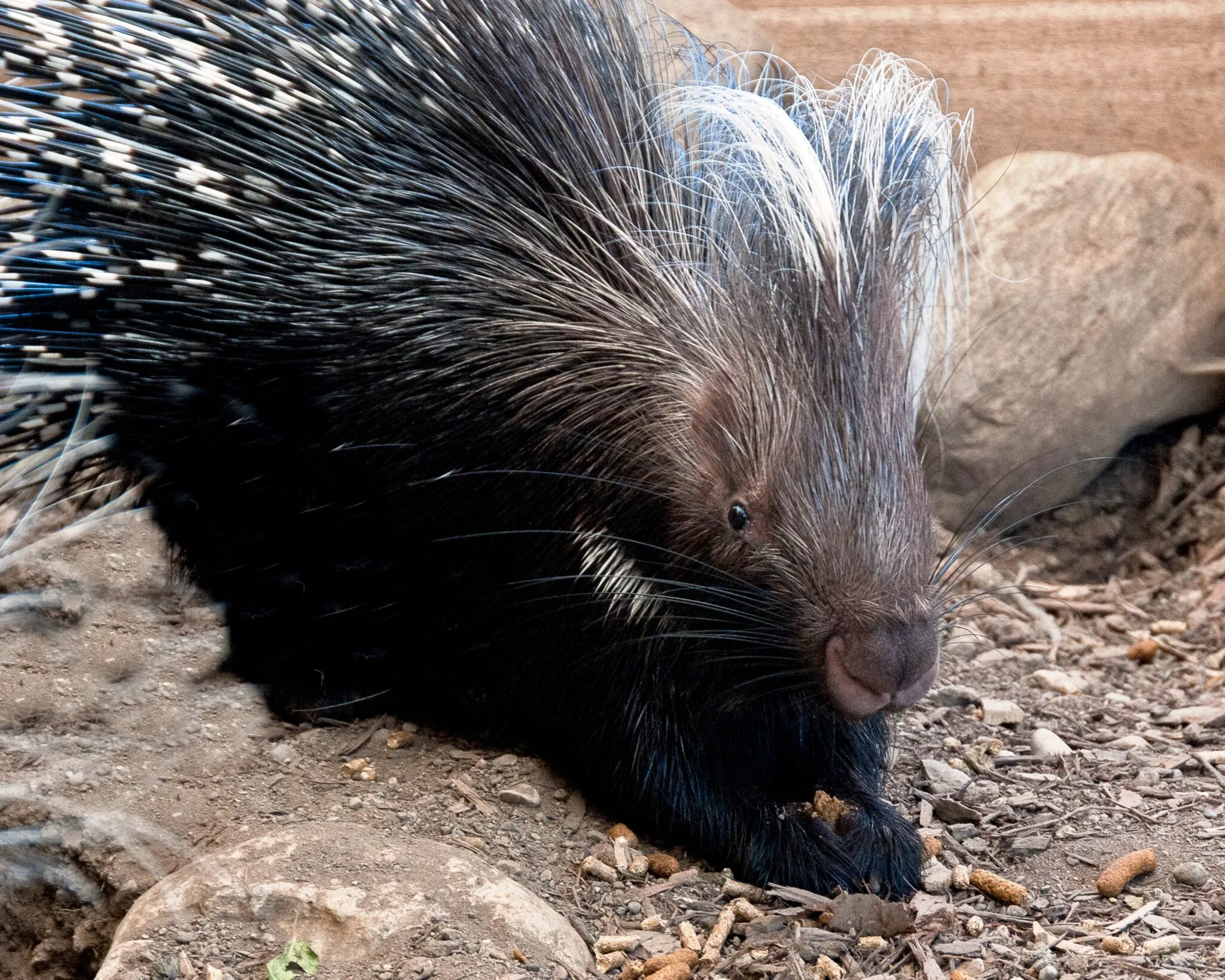 porcupine