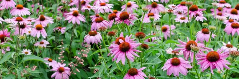 Field of blooming purple coneflowers