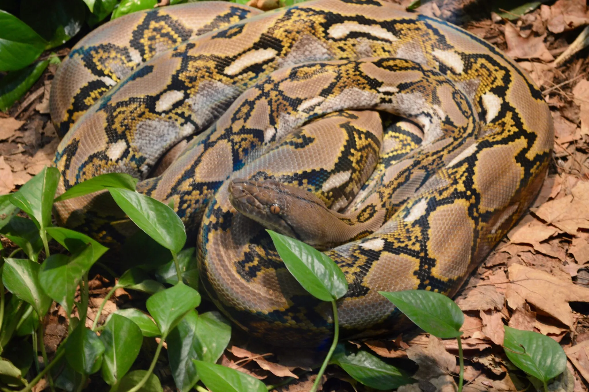 Reticulated python
