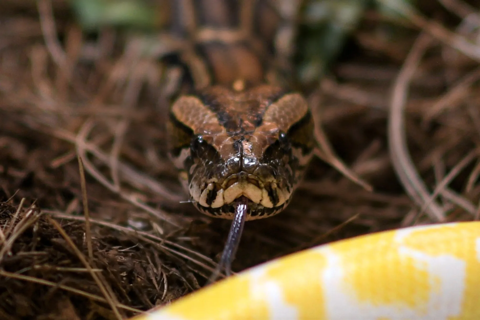 Burmese python