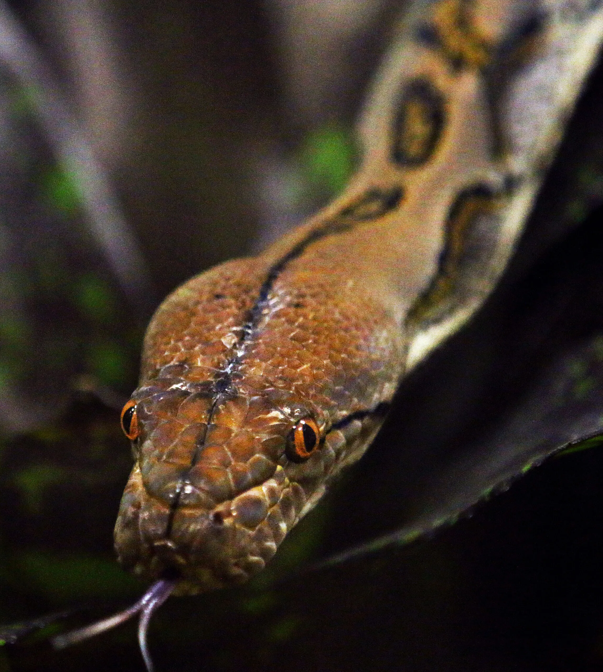 Reticulated python