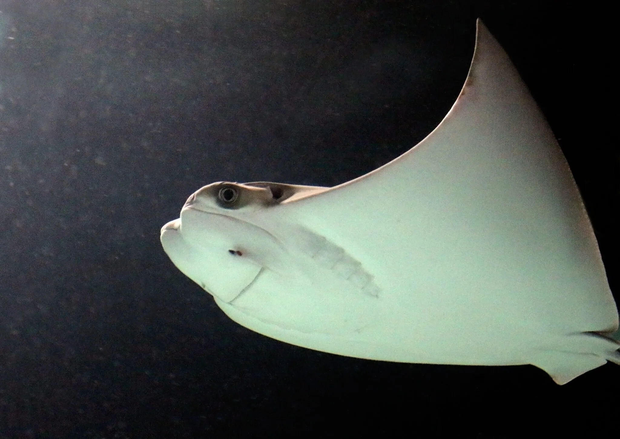 Cownose ray