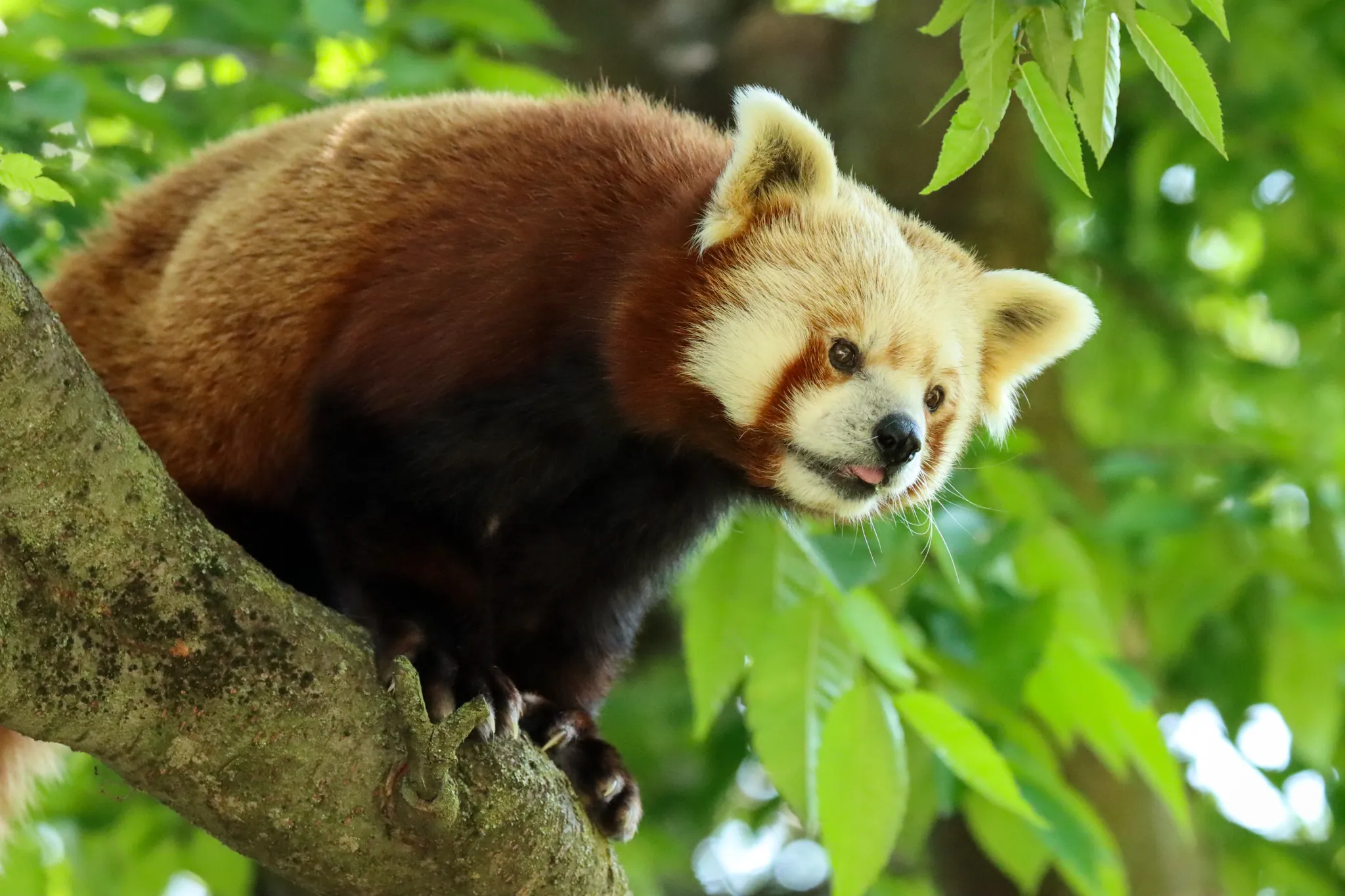 red panda in tree sticking out tongue