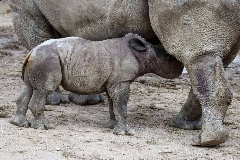 baby rhino nursing