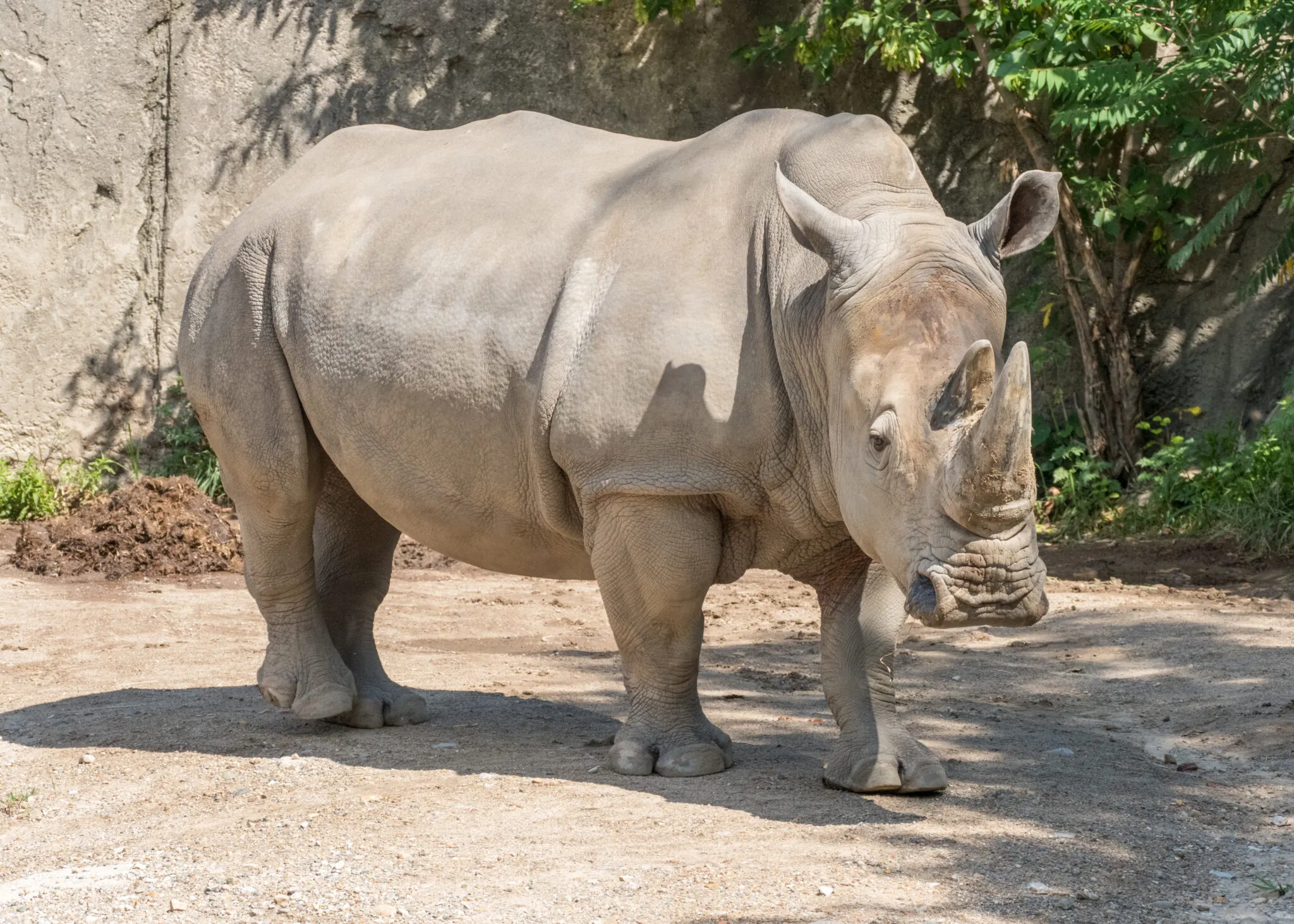 rhino standing