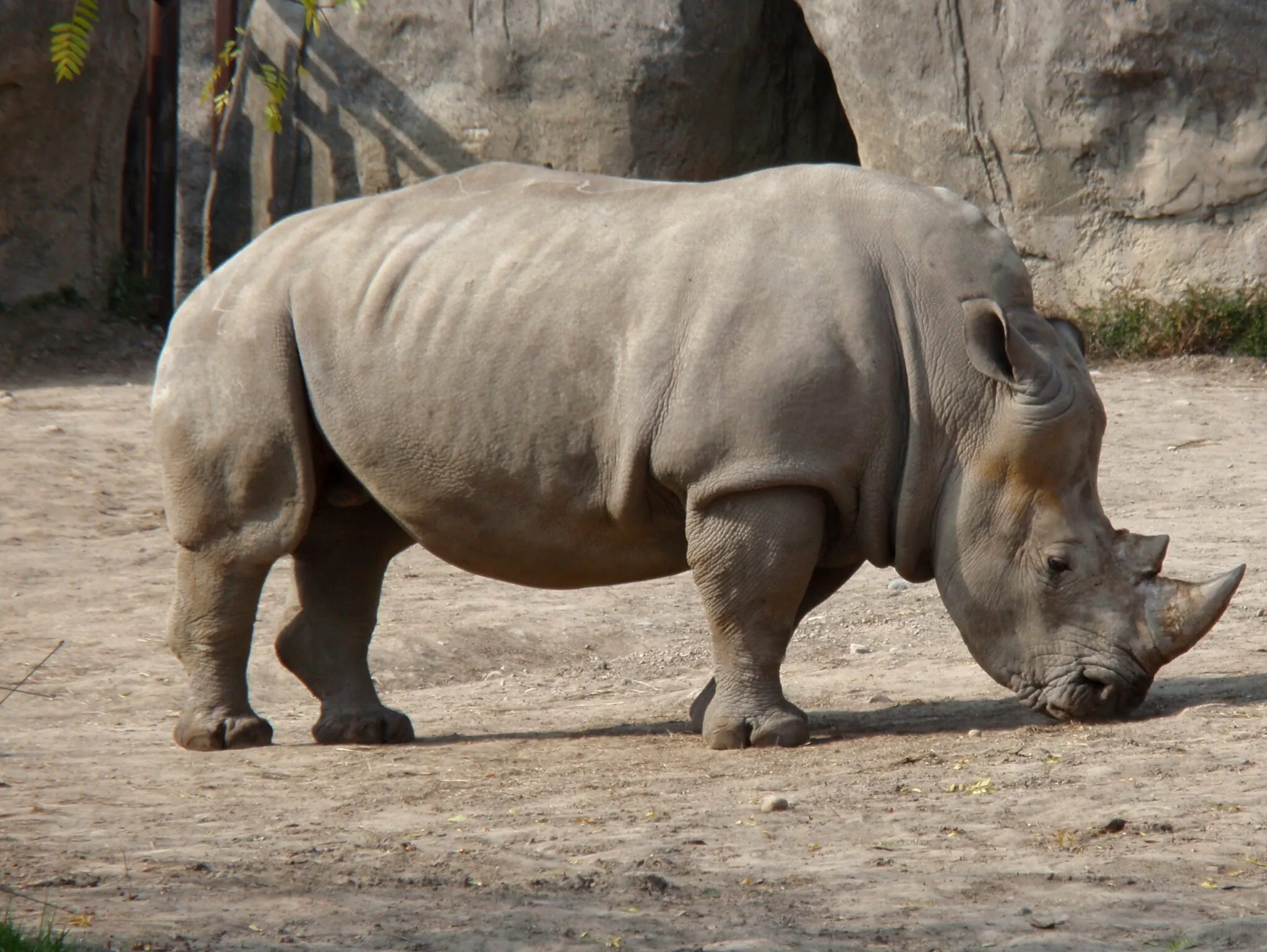 Rhino