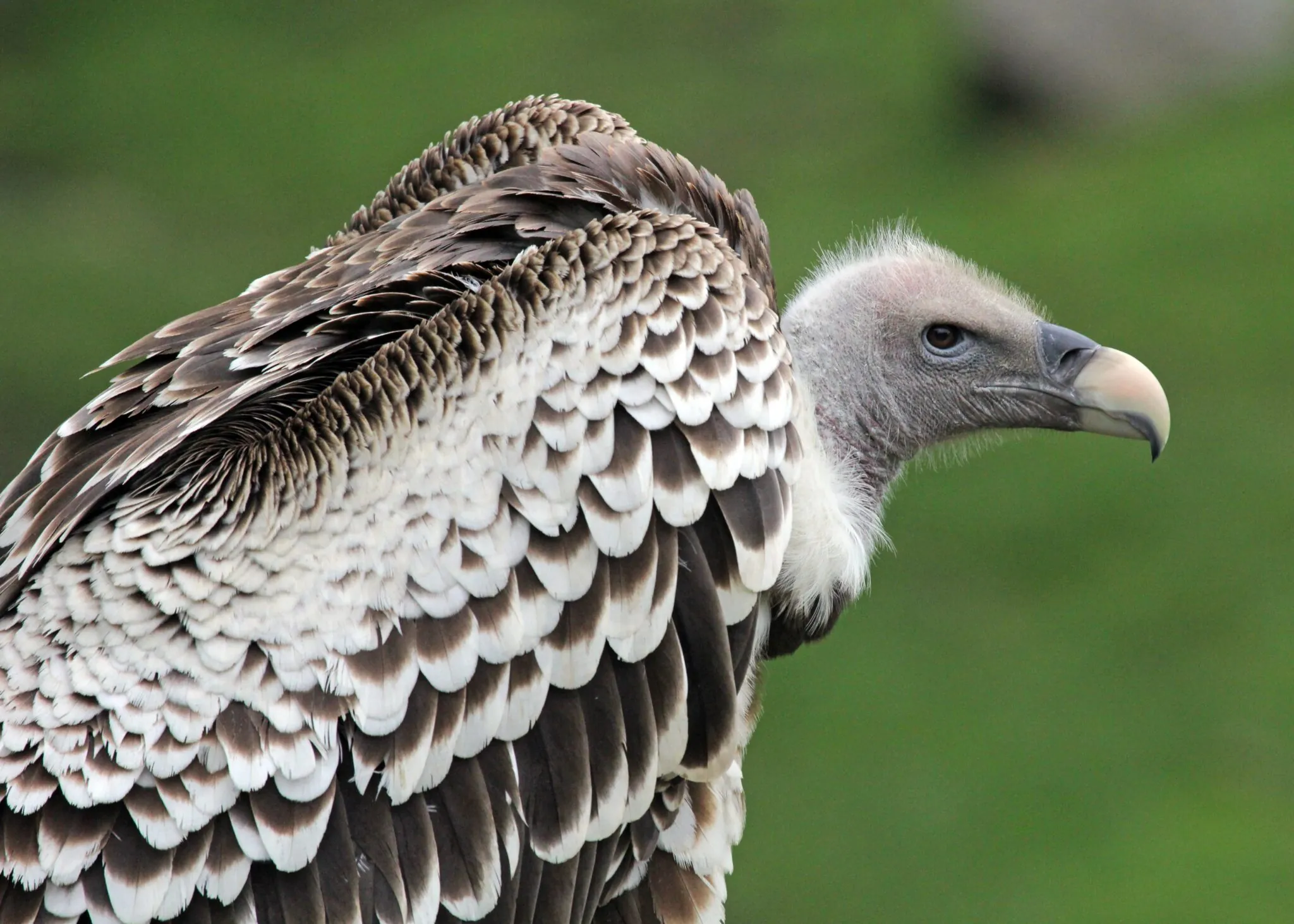 Ruppell's Griffon Vulture