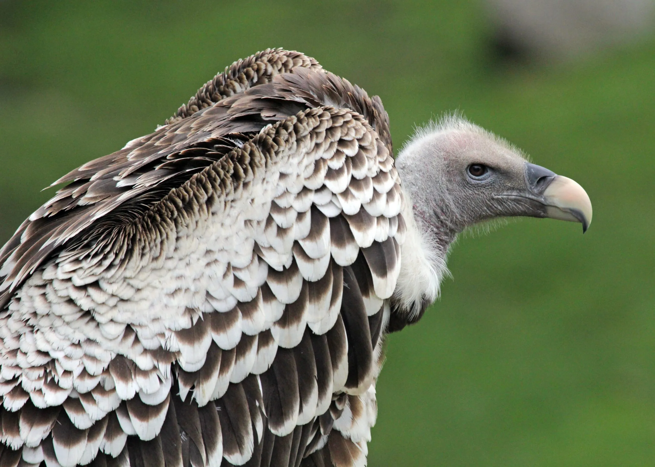 Ruppell's Griffon Vulture