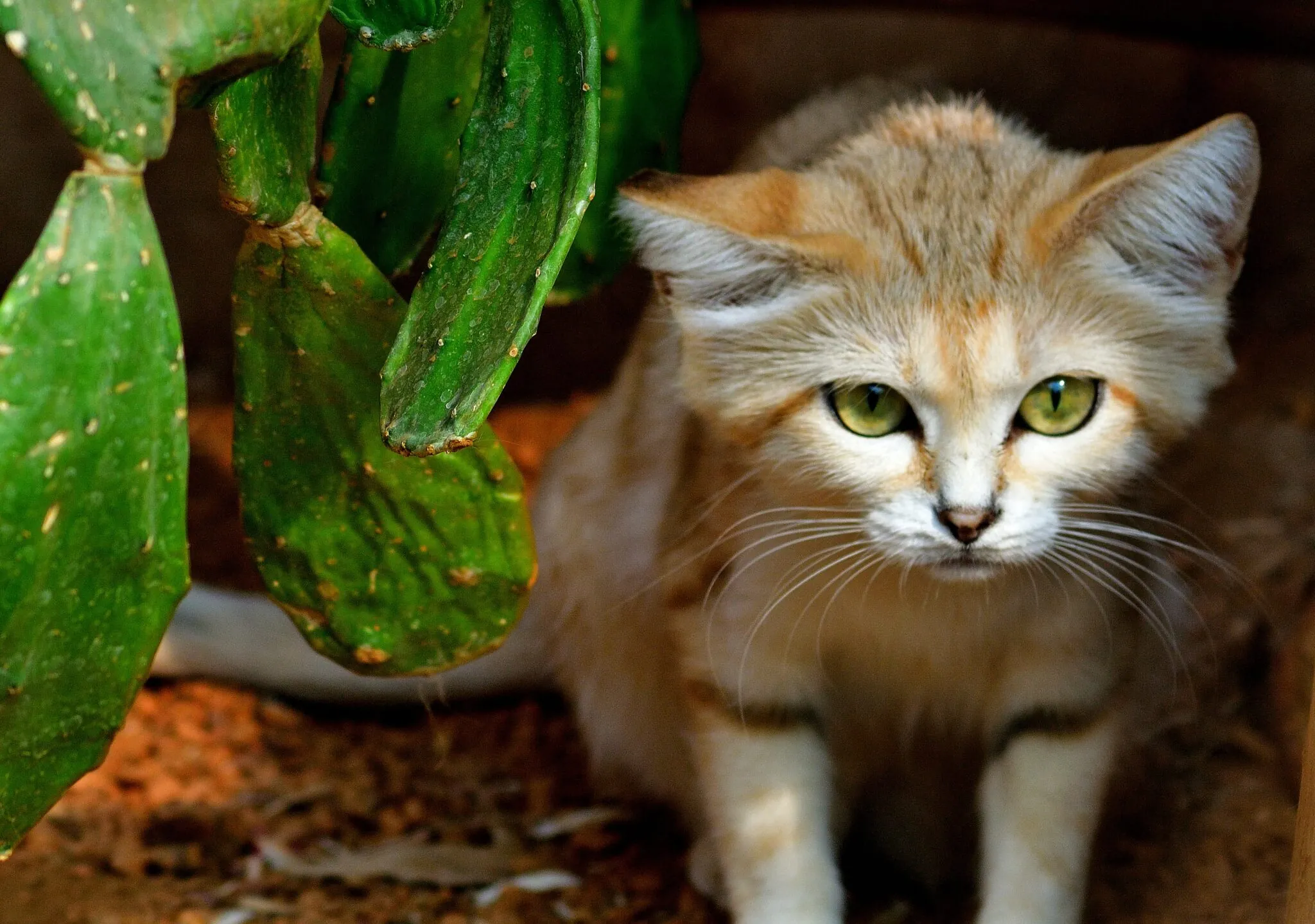 Sand cat with cactus