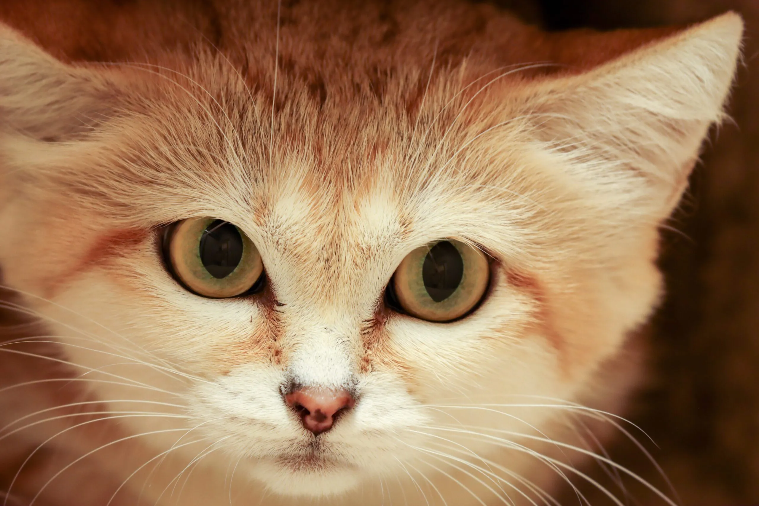 sand cat