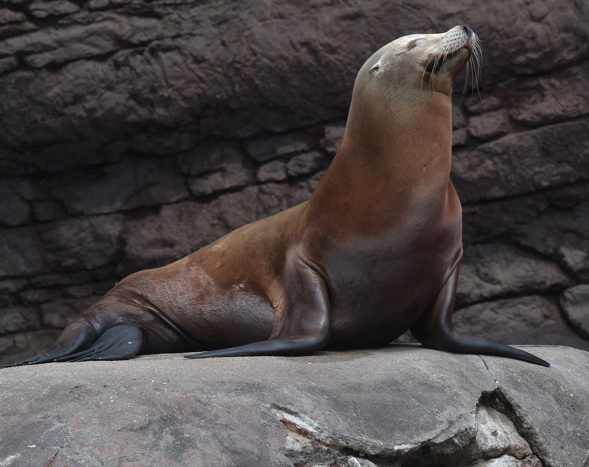 Sea lion on rock