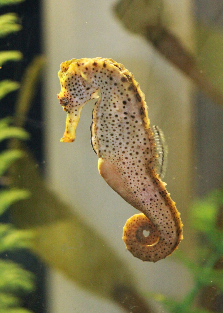 Seahorse in profile