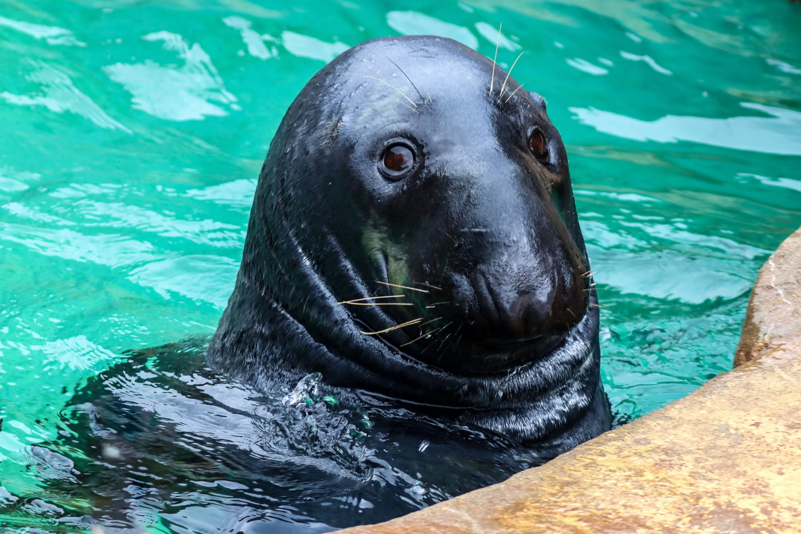 Seal in water at indy zoo