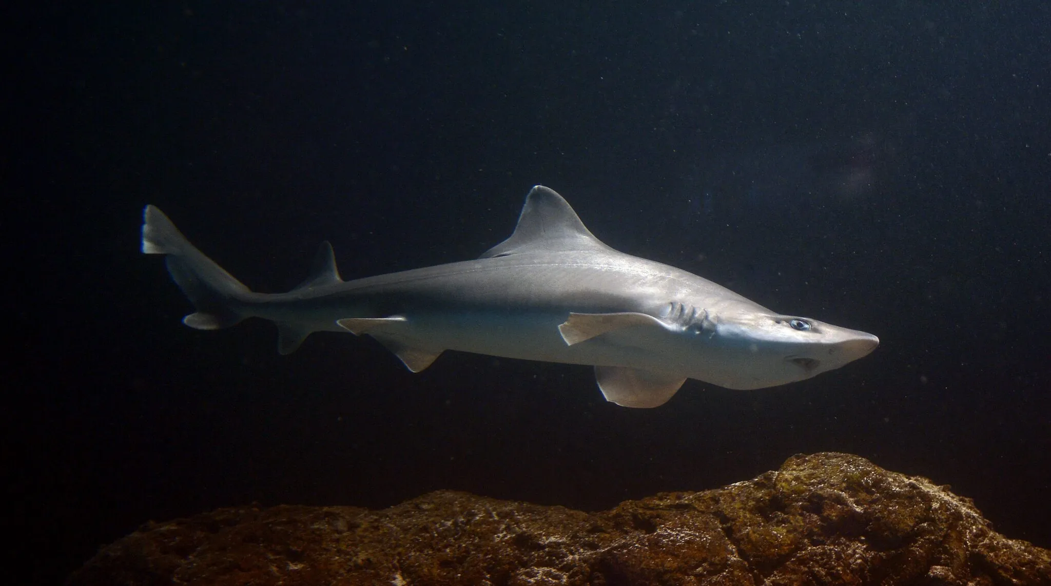 Dogfish shark