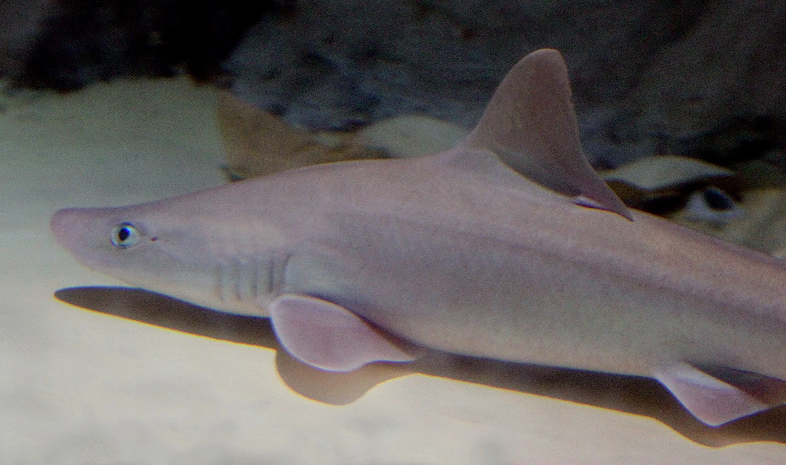 Dogfish shark
