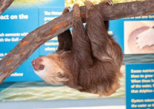 Sloth Adventure