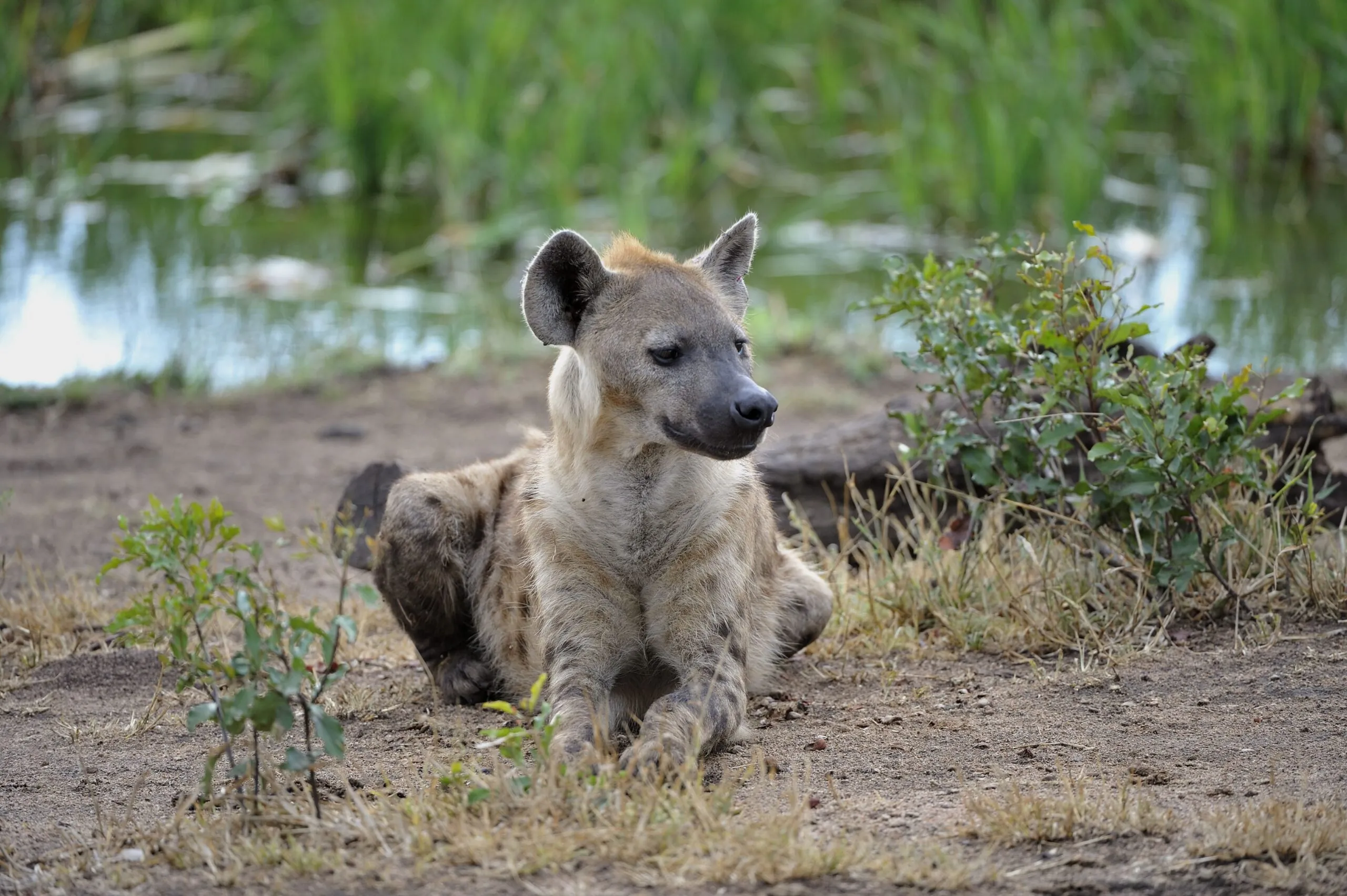 South Africa Hyena seated in the dirt near water