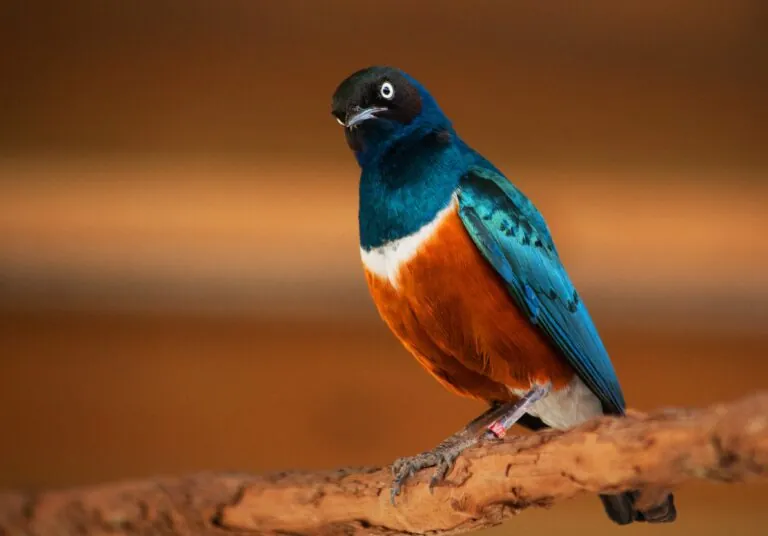 Superb starling on branch