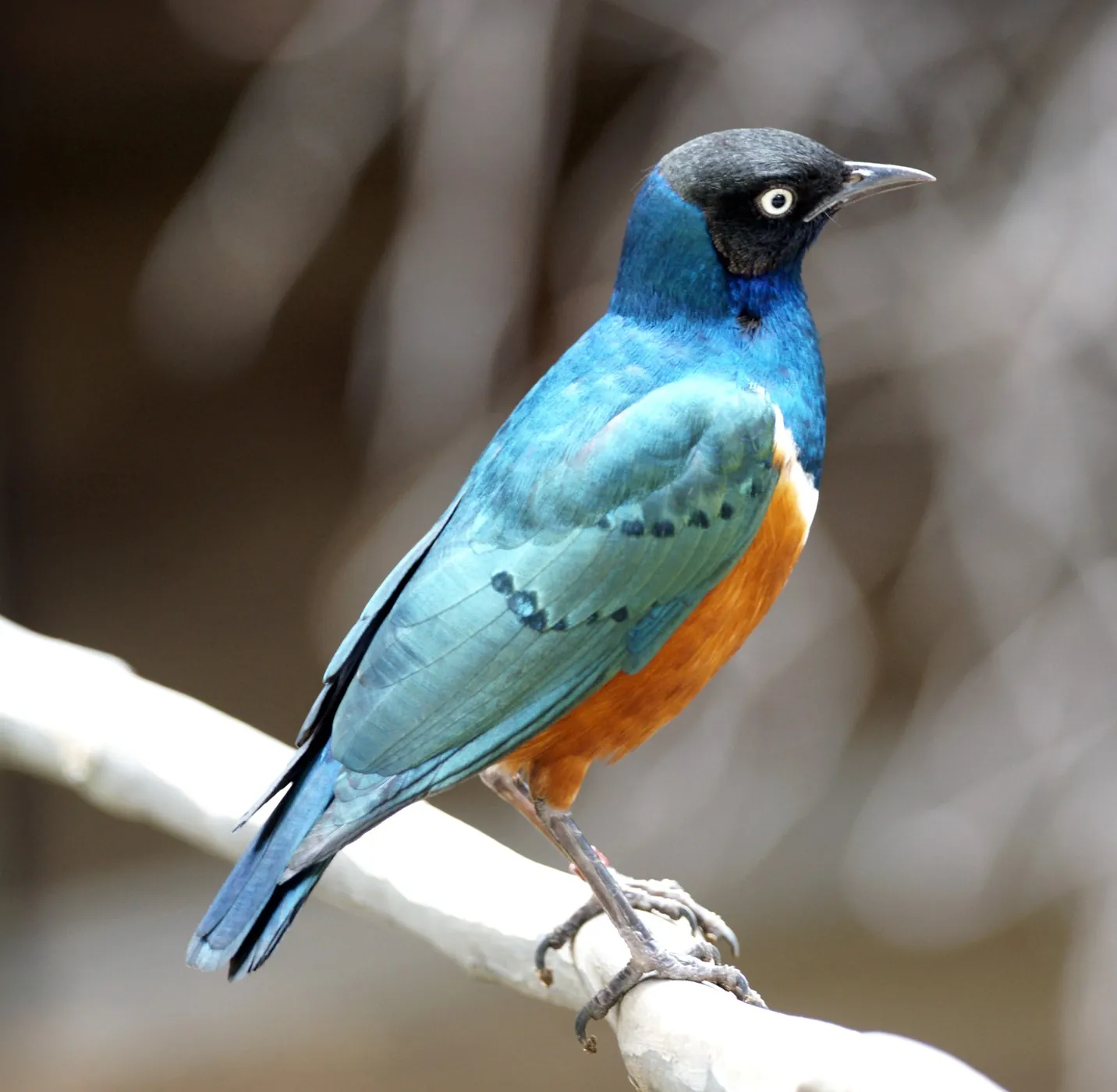 Superb starling