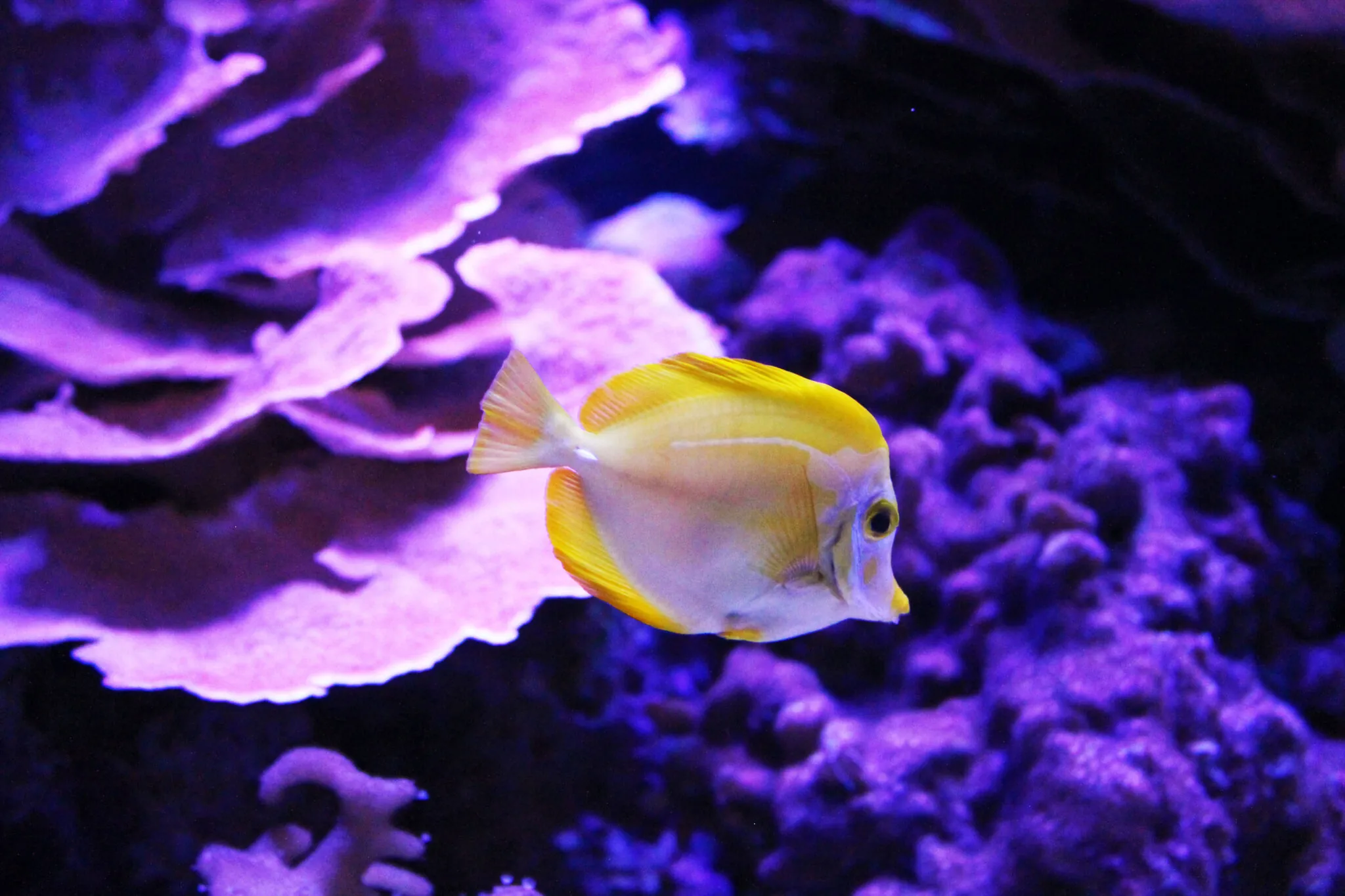 Yellow tang fish in a reef