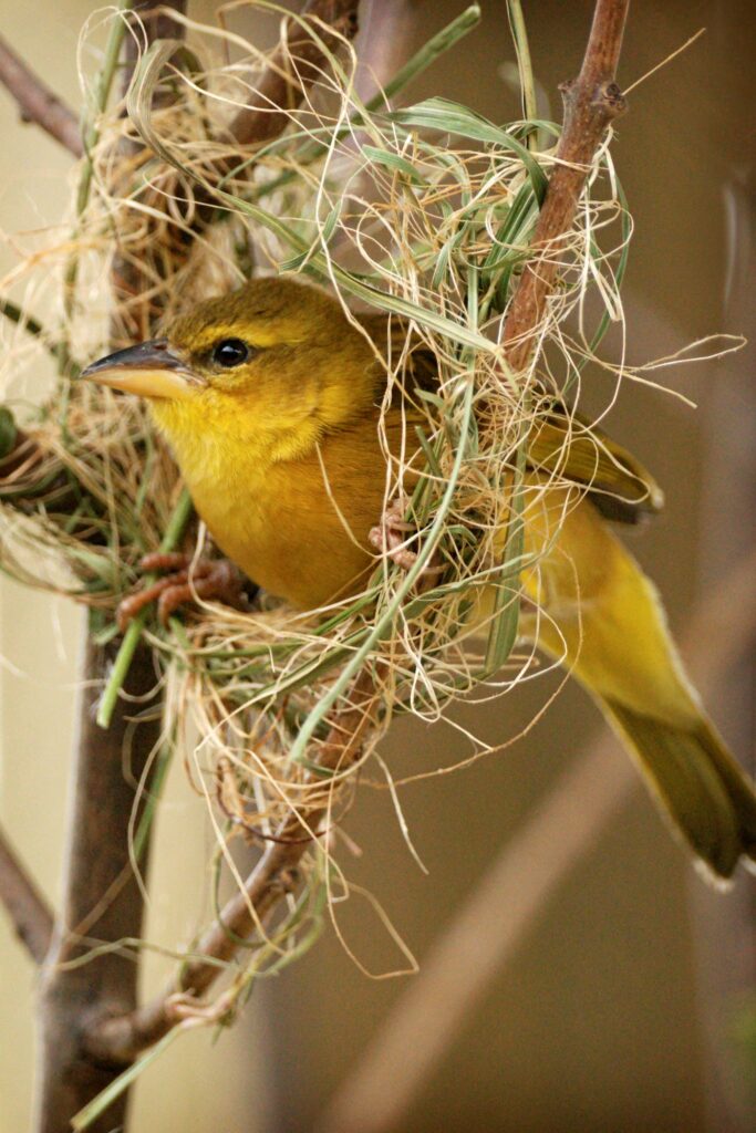 Taveta golden weaver bird in nest