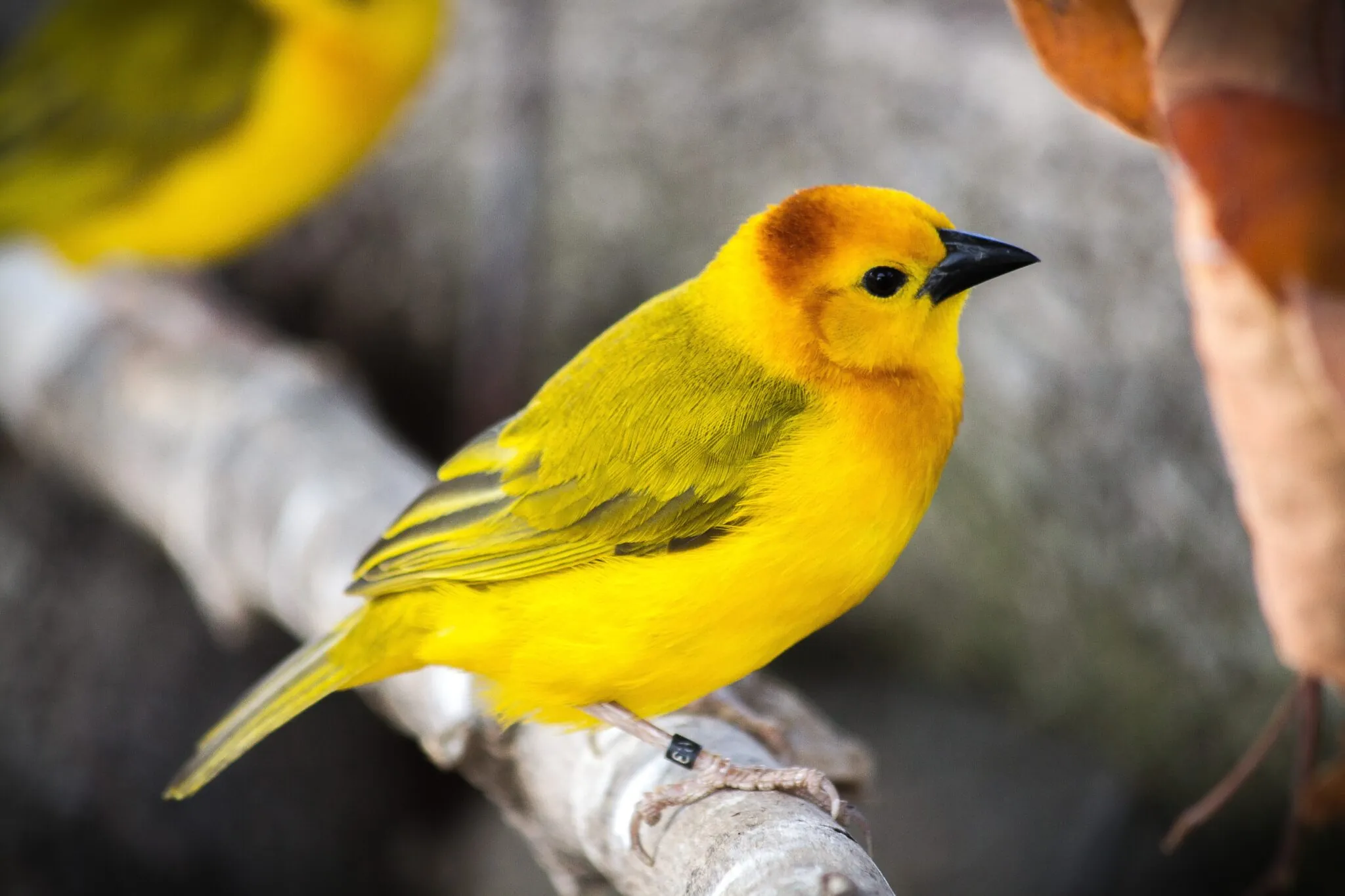 Taveta golden weaver bird on branch