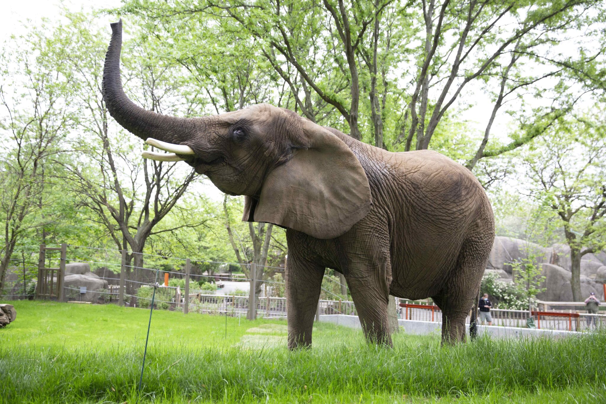 Tombi the Elephant with tusk raised at the Indianapolis Zoo