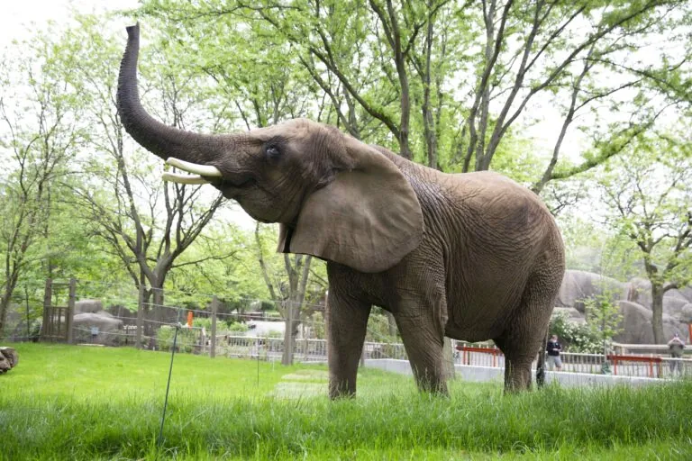 Tombi the Elephant with tusk raised at the Indianapolis Zoo