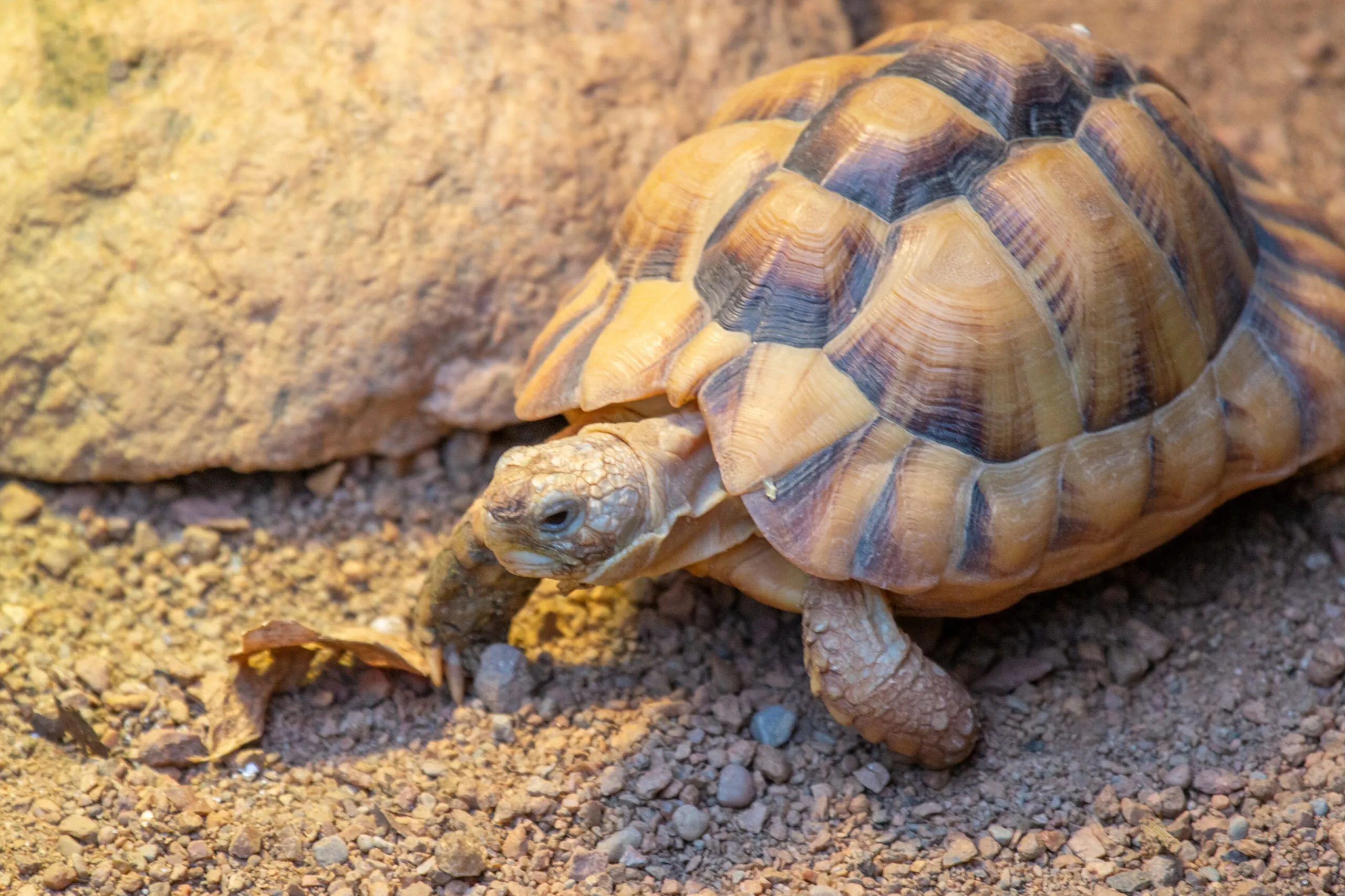 Egyptian tortoise