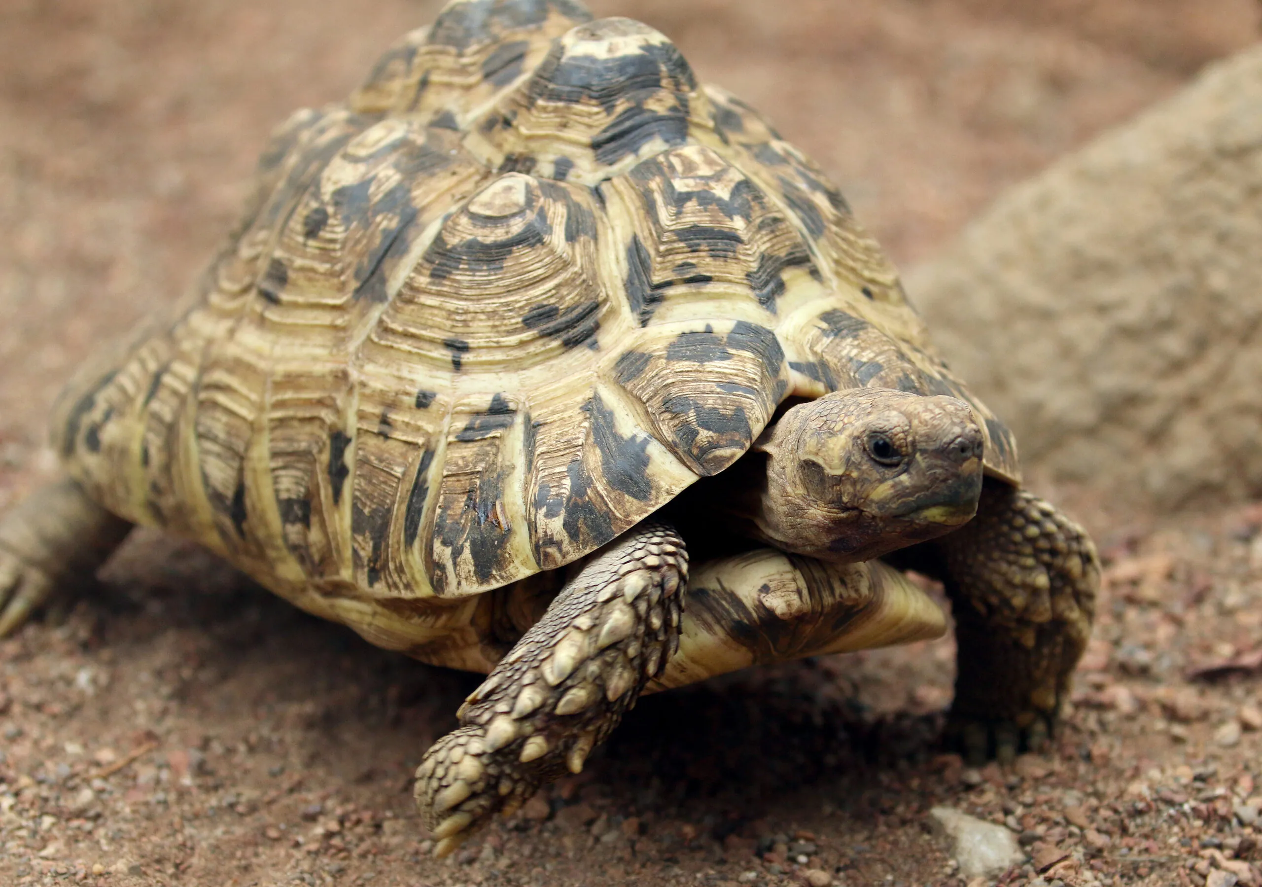 Leopard tortoise