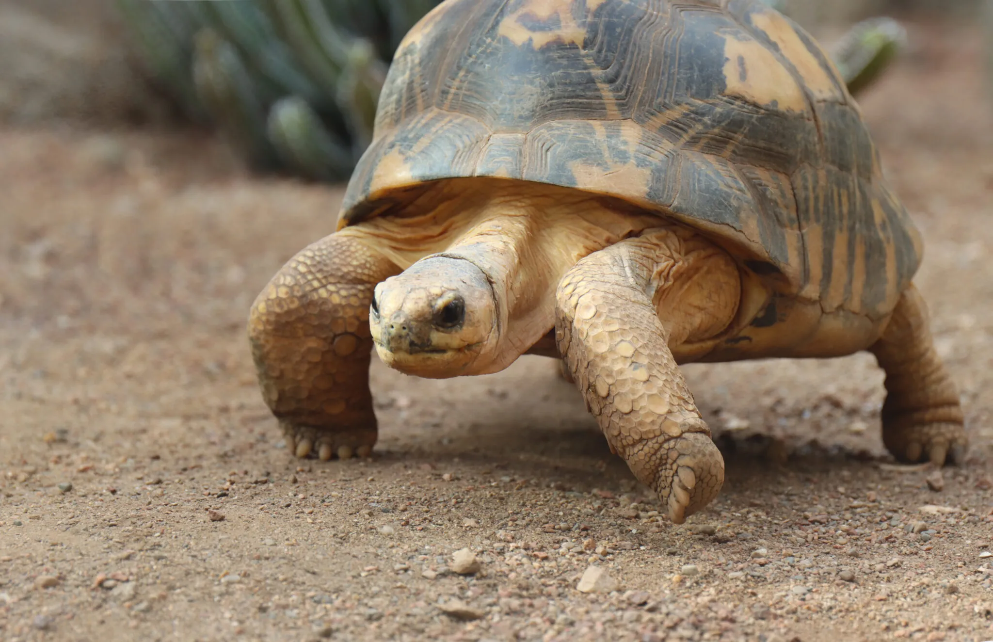 Radiated tortoise