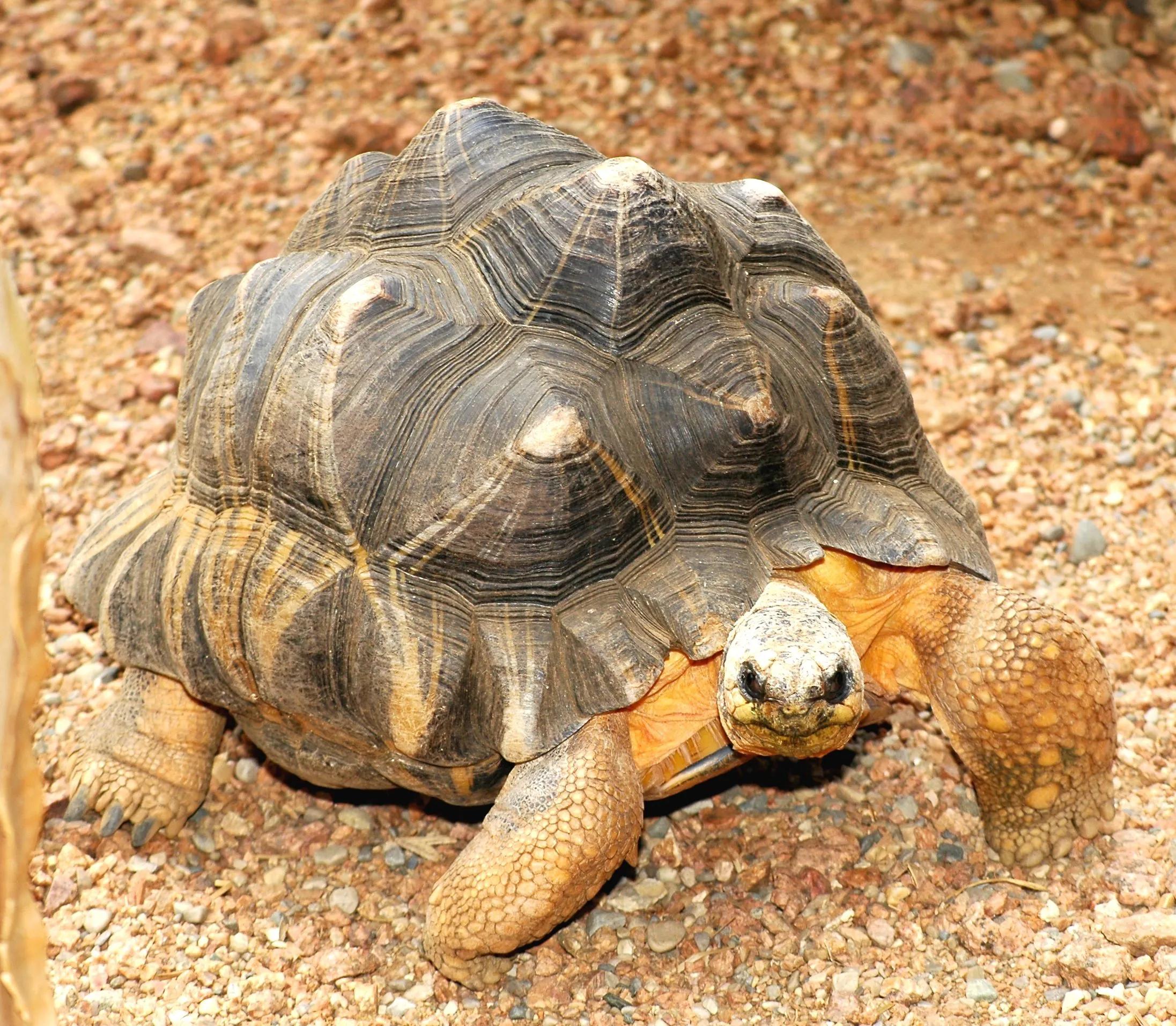 Radiated tortoise