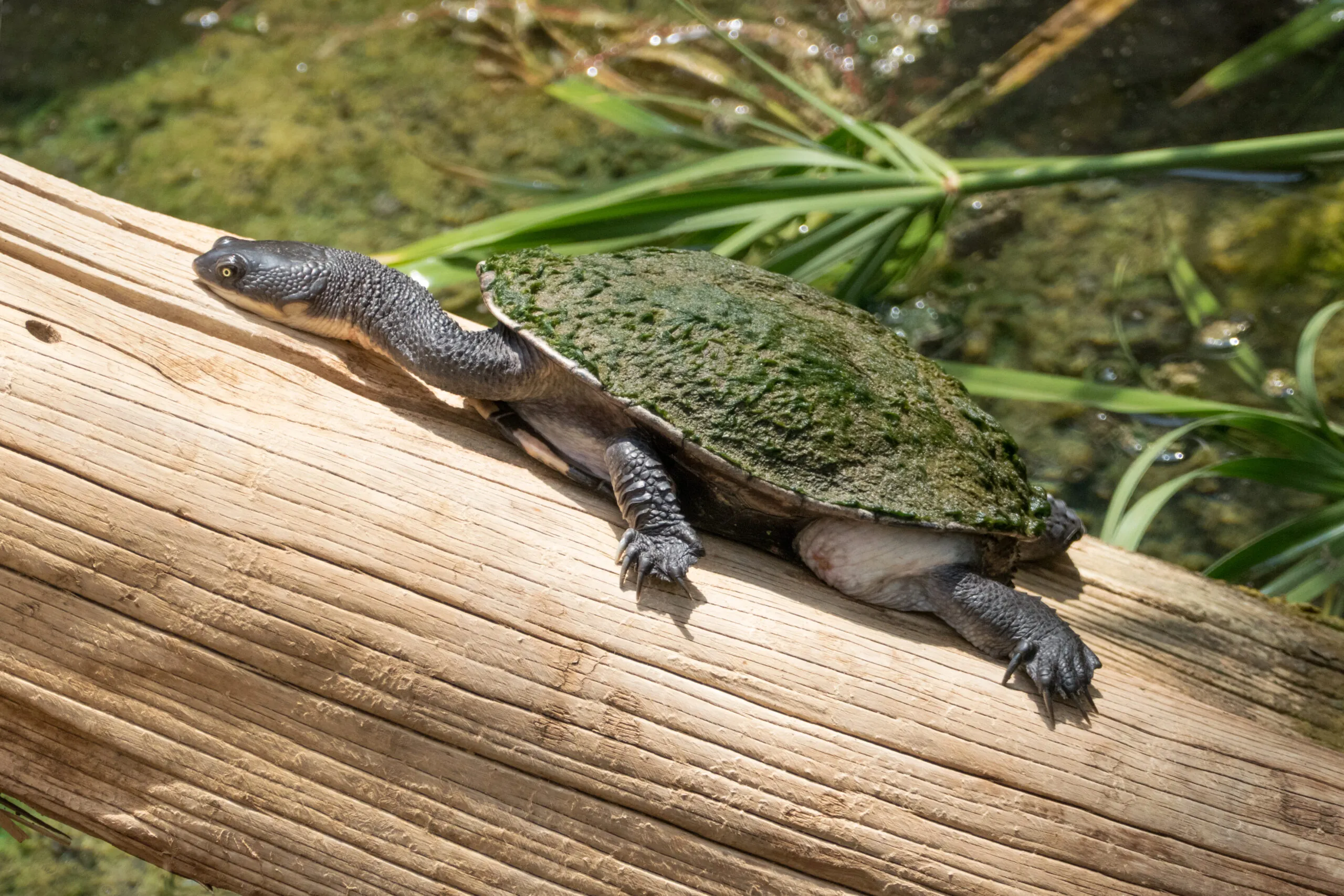 Snake-necked turtle