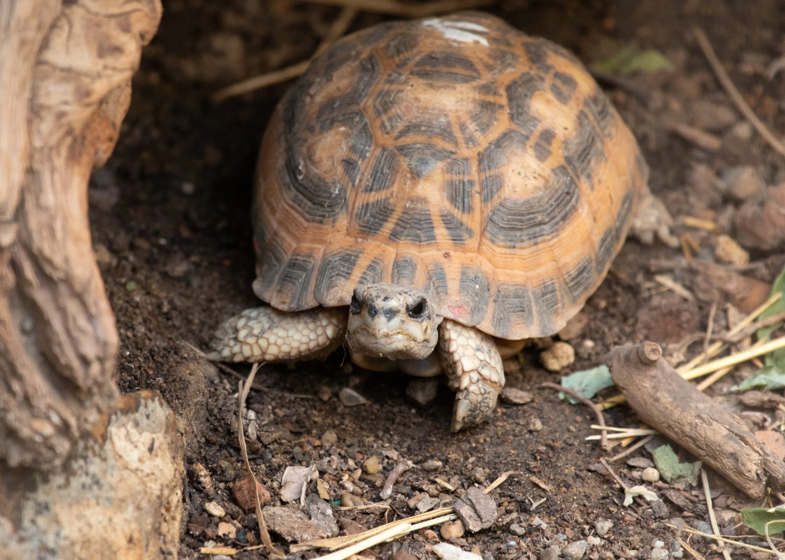 Spider tortoise