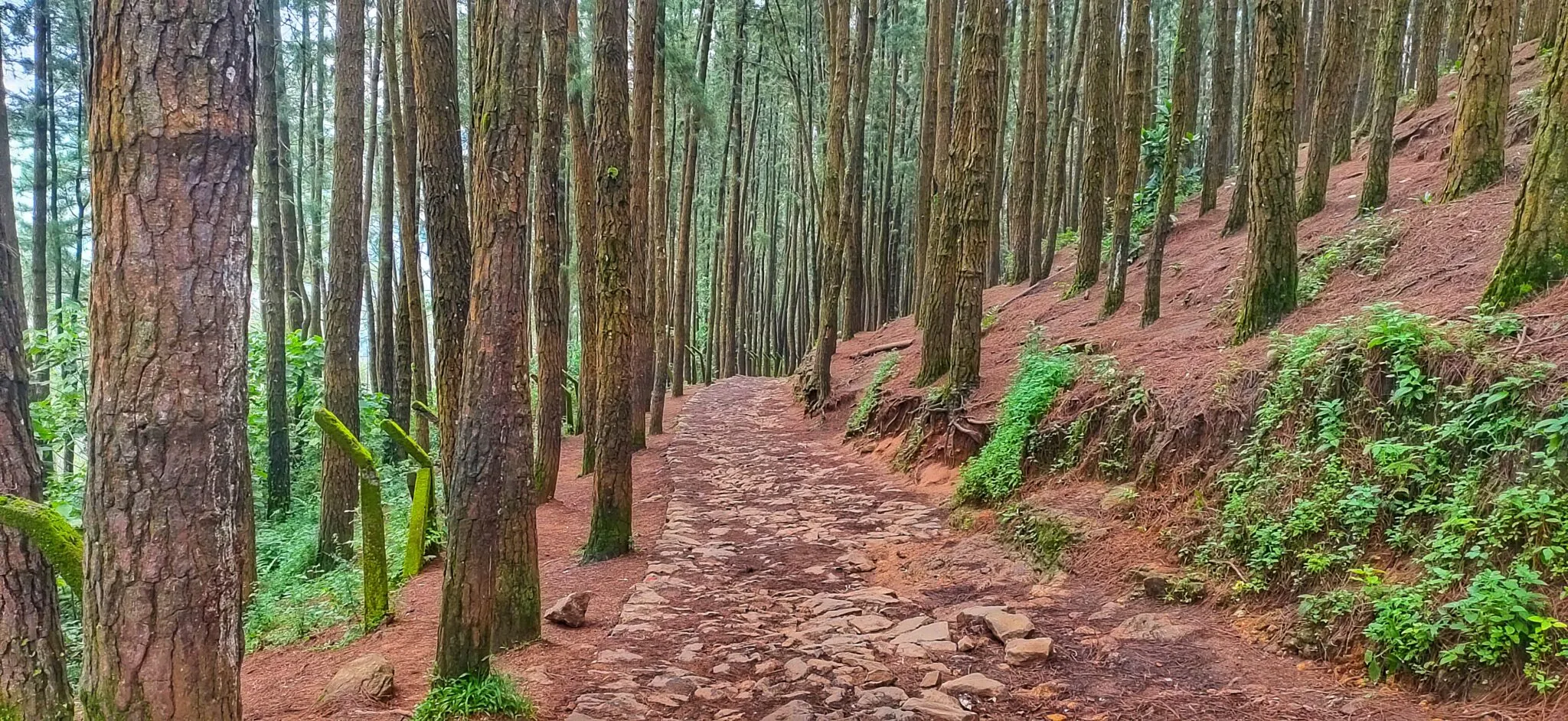 Pine forest conservation