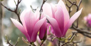 Tulip Tree pink blossoms