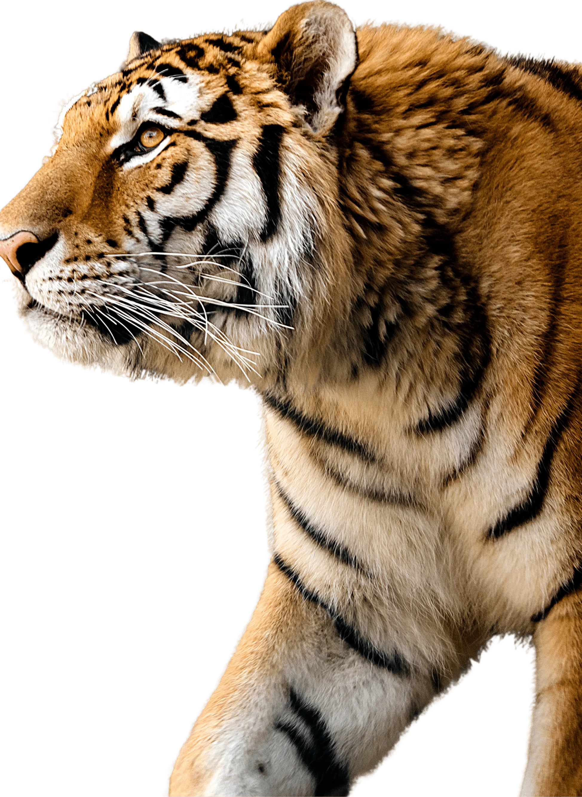 tiger stalking cut out photo