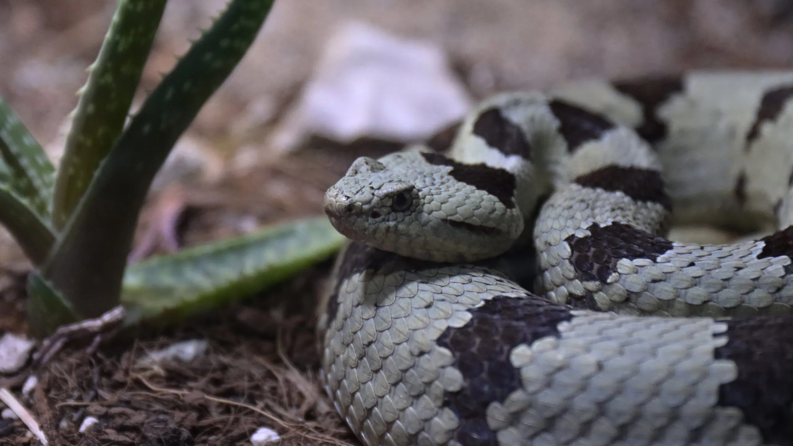 Banded rock rattlesnake