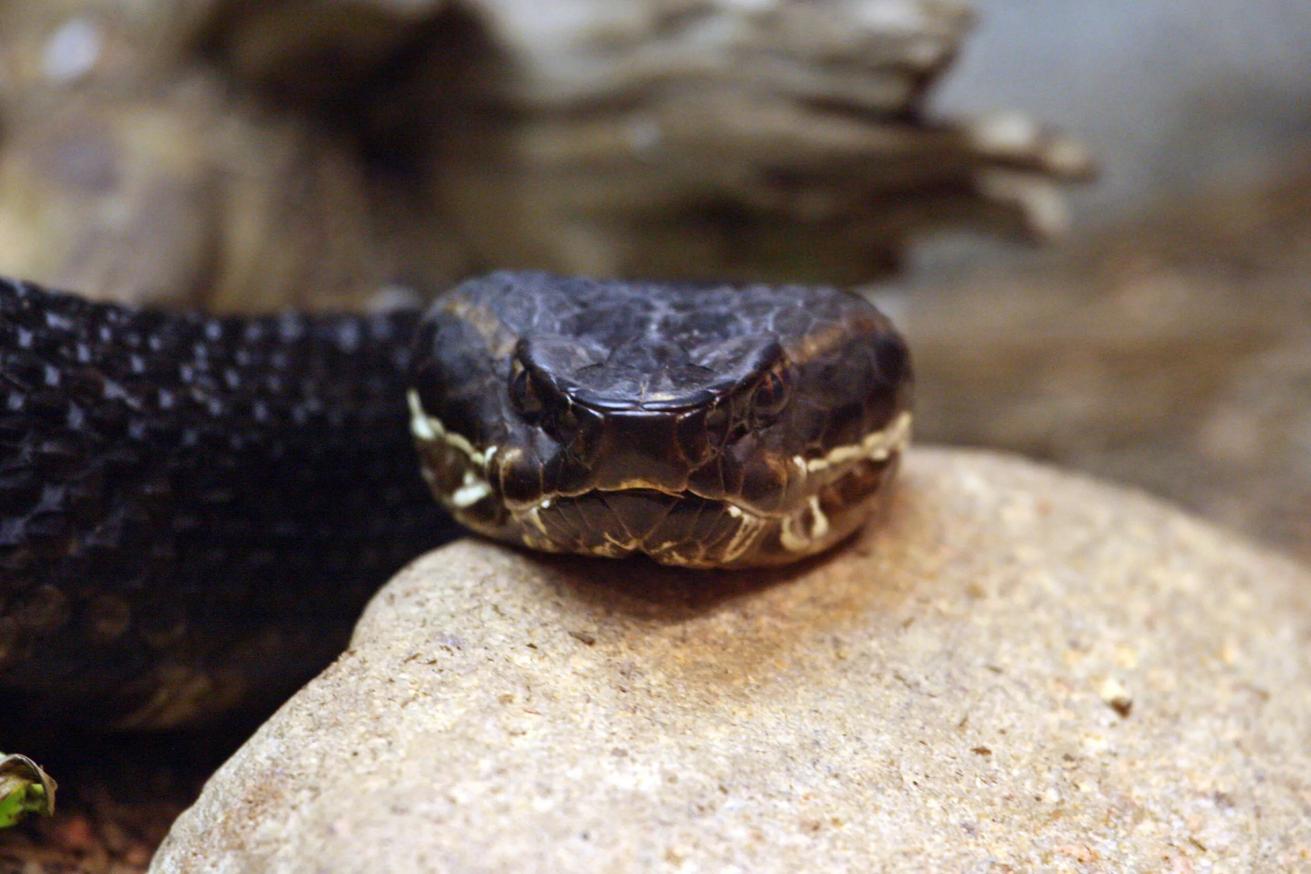 Western cottonmouth