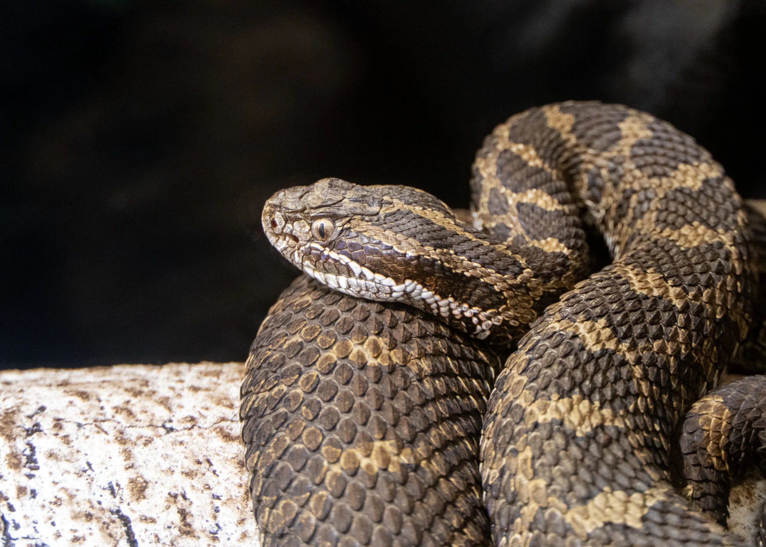 Eastern massasauga rattlesnake