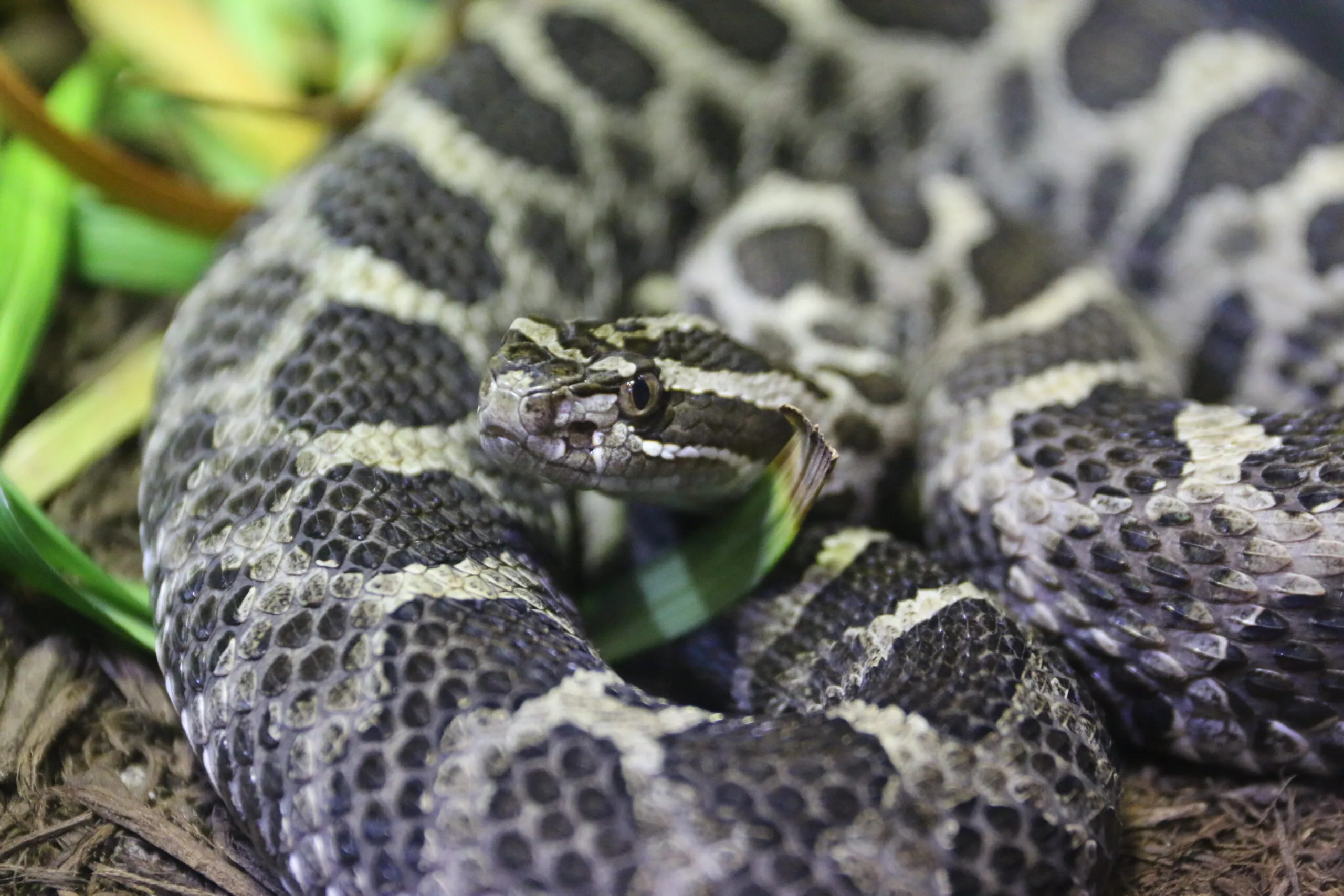 Eastern massasauga rattlesnake