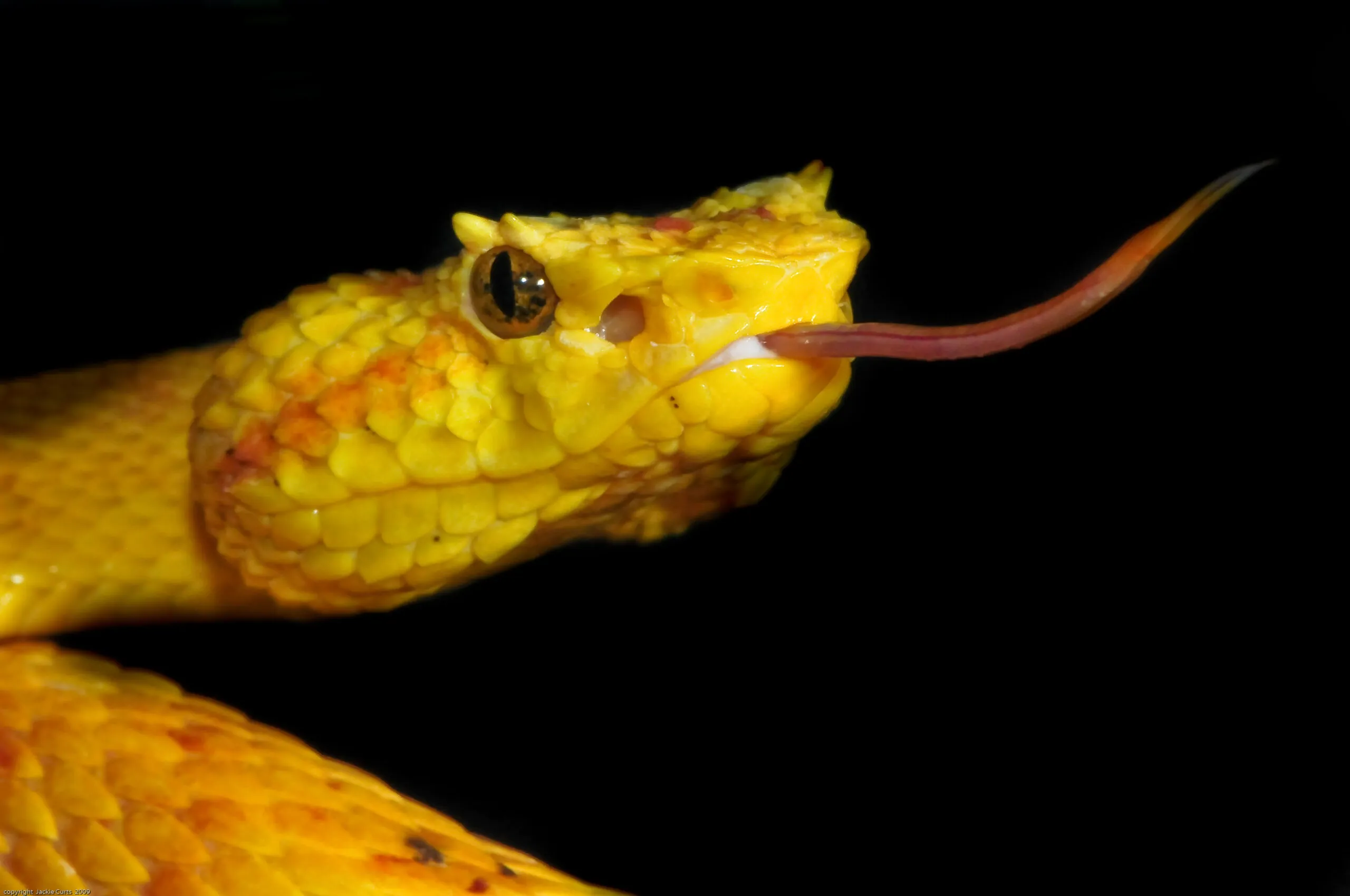 Eyelash viper