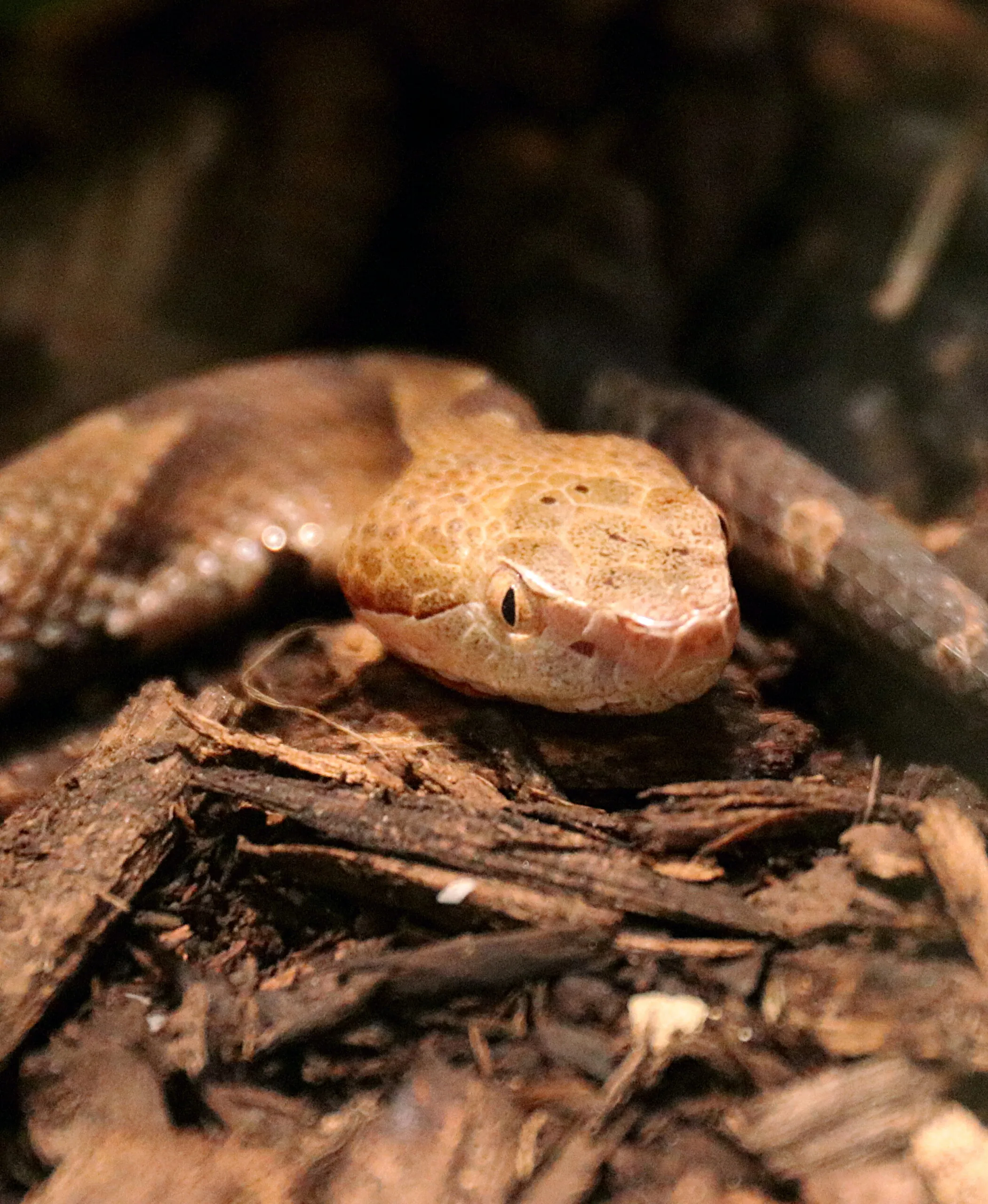 Northern copperhead