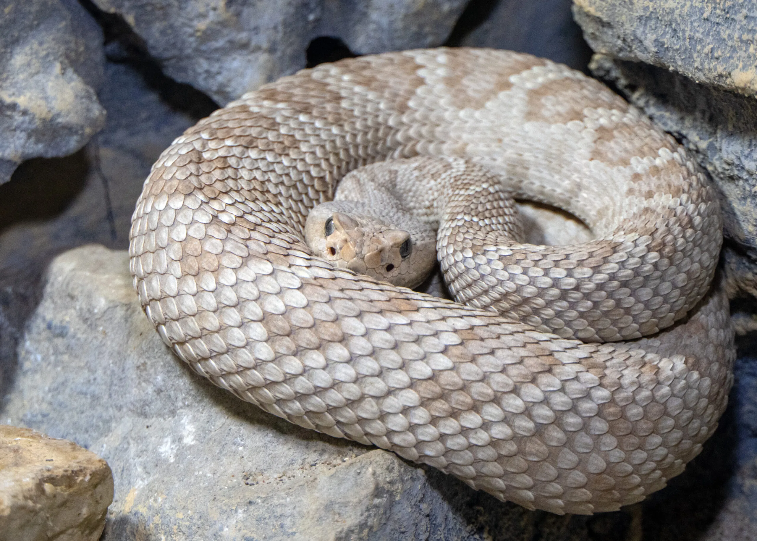 Santa Catalina Island rattlesnake