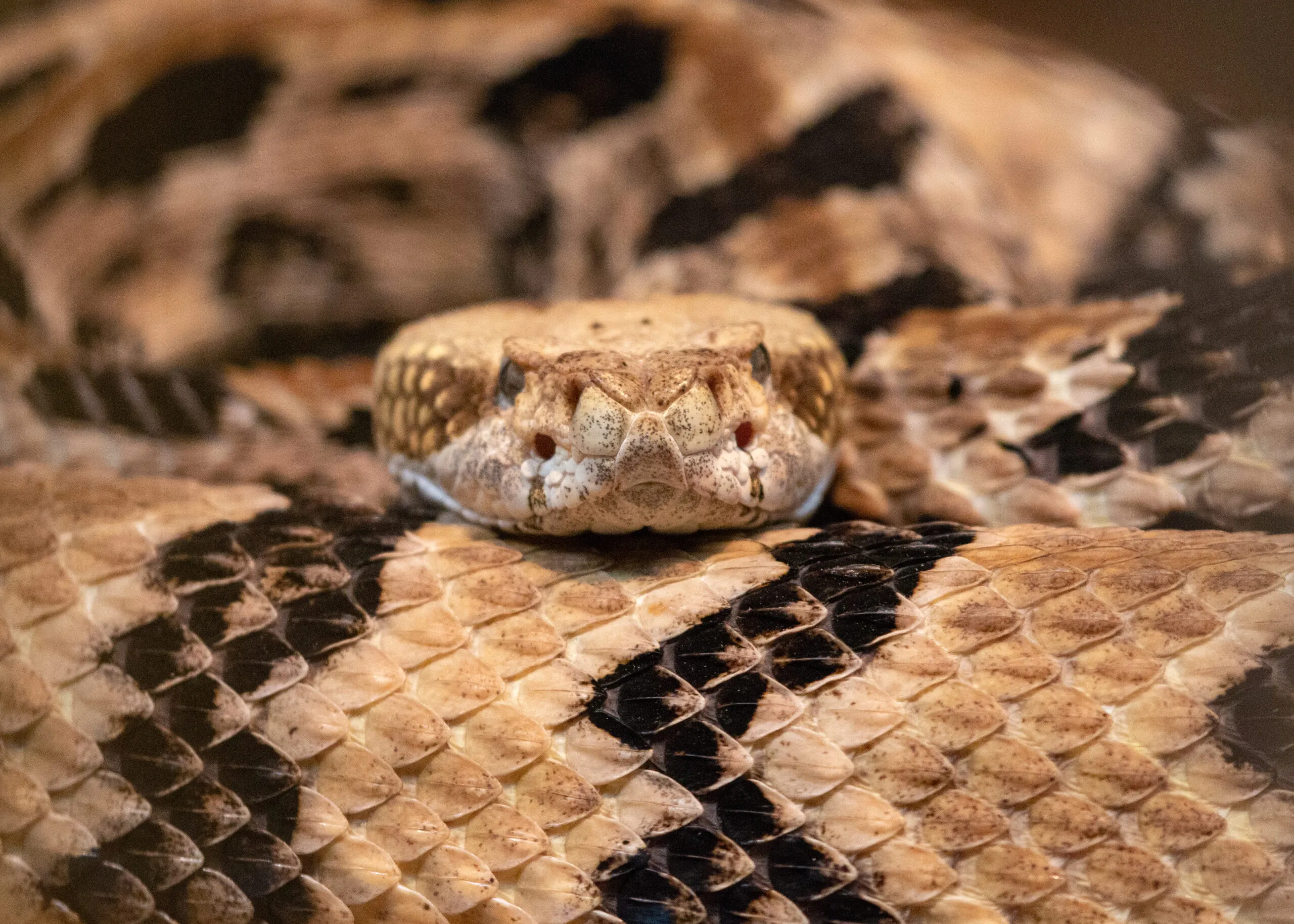 Timber rattlesnake