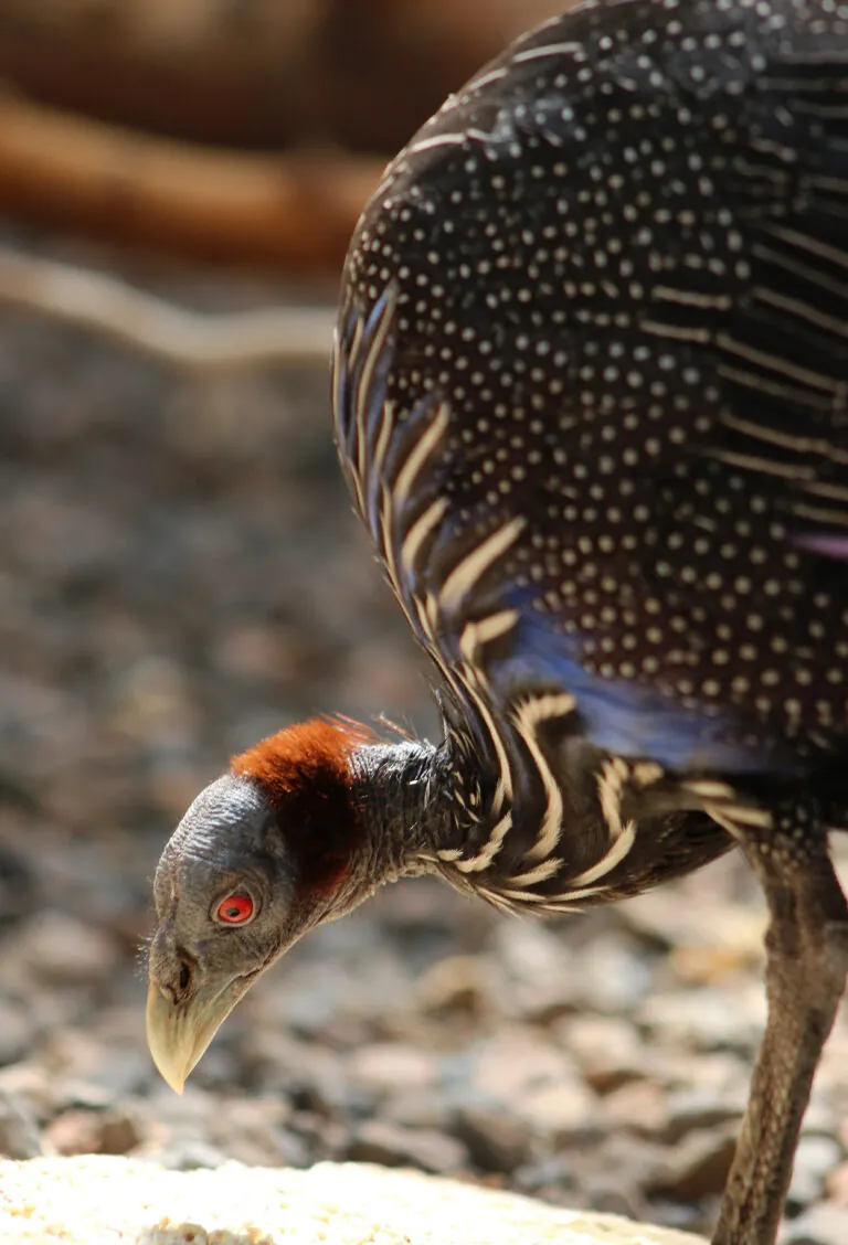 Vulturine guinea fowl