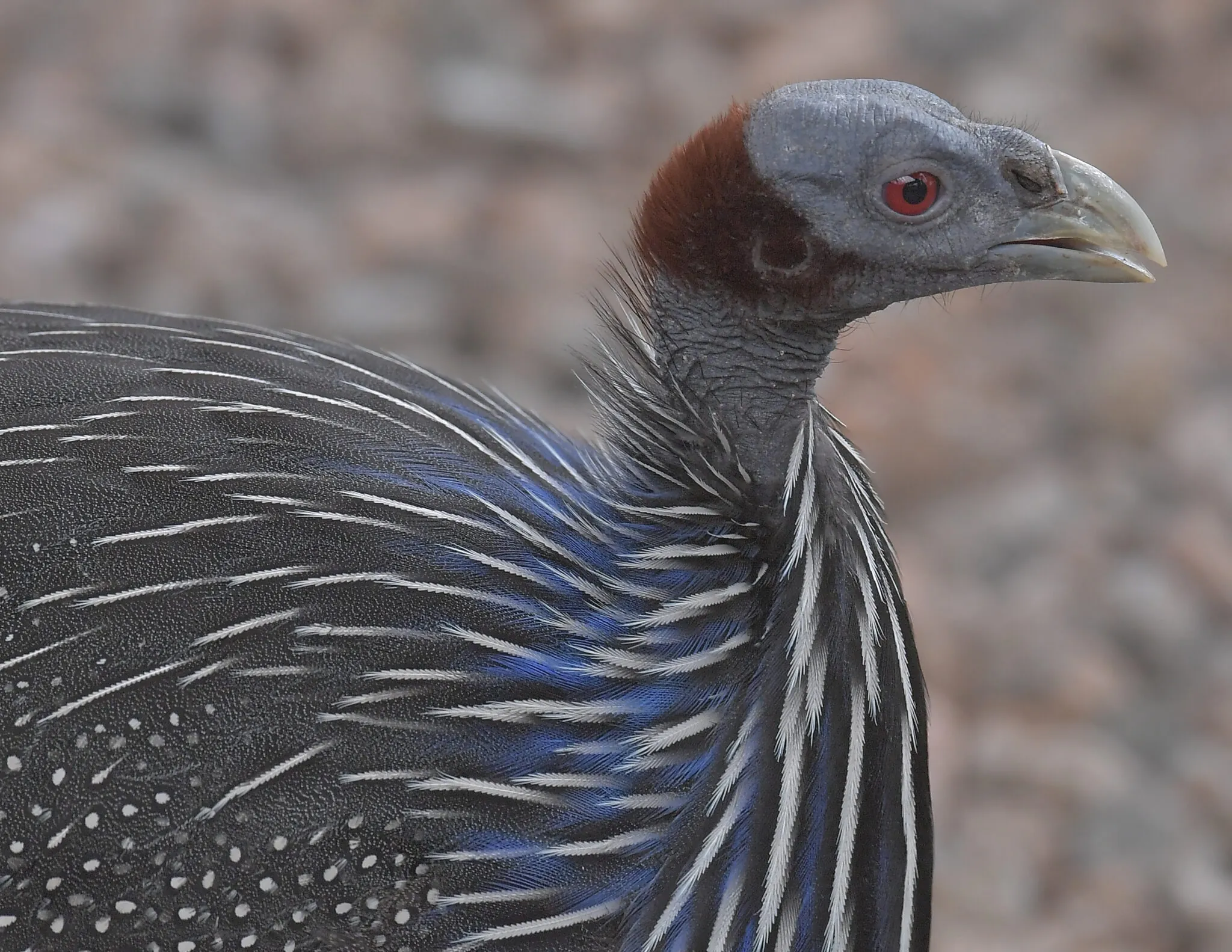 Vulturine guineafowl