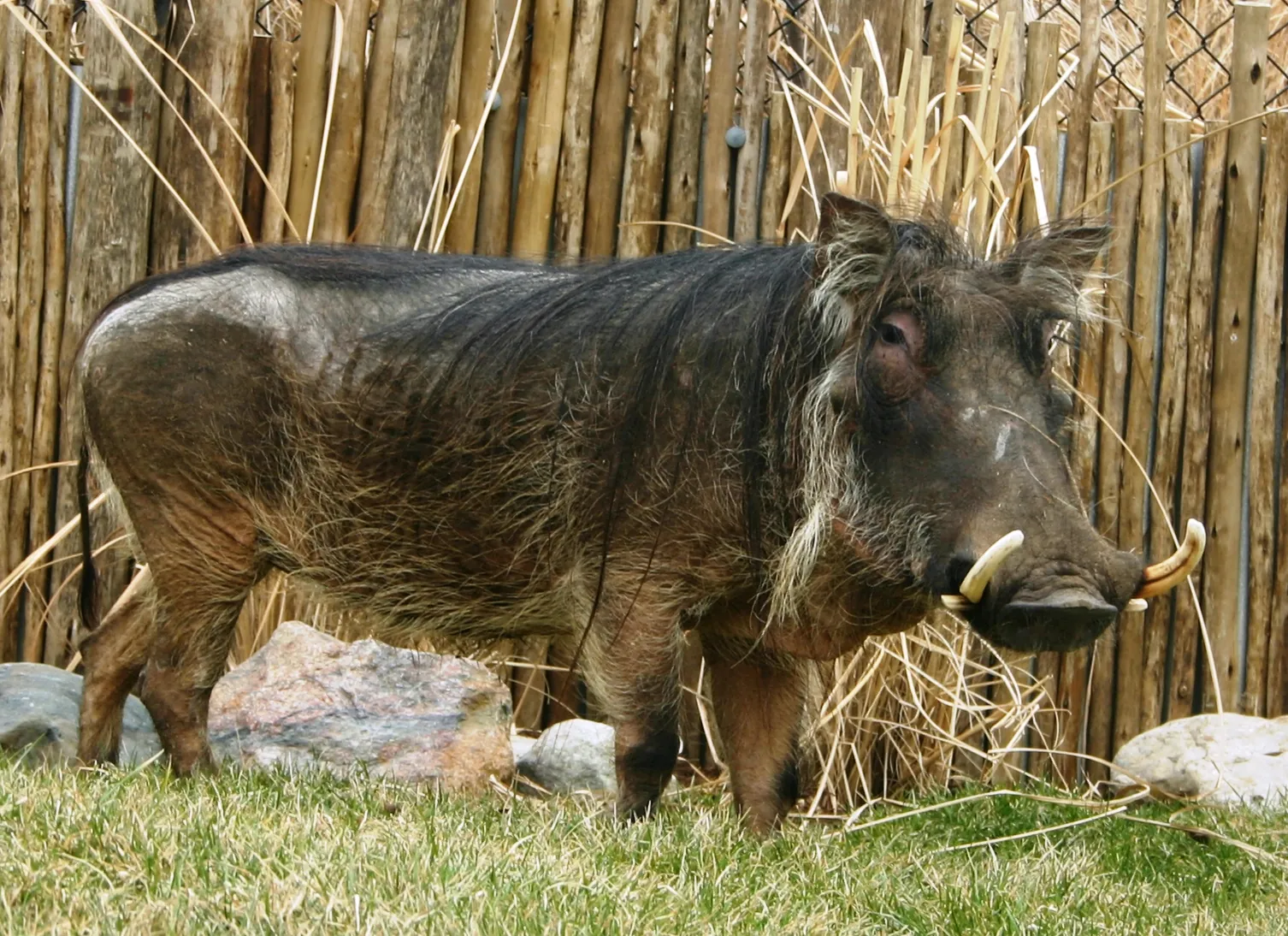 Warthog