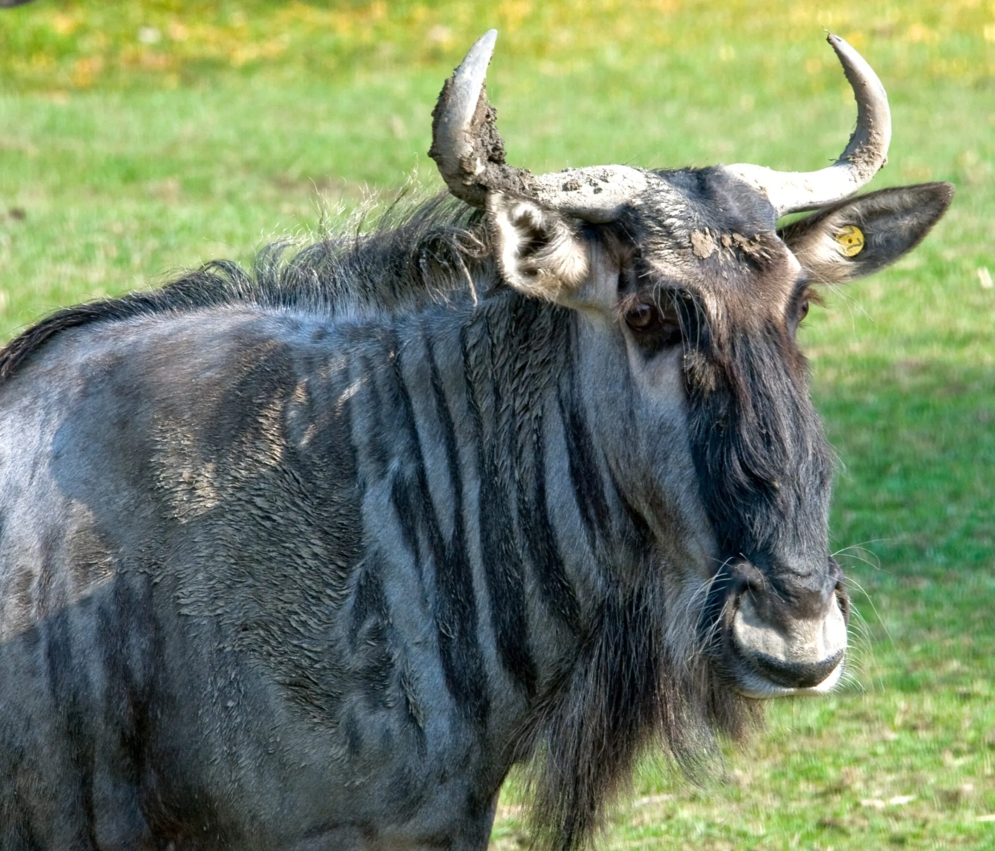 Wildebeest